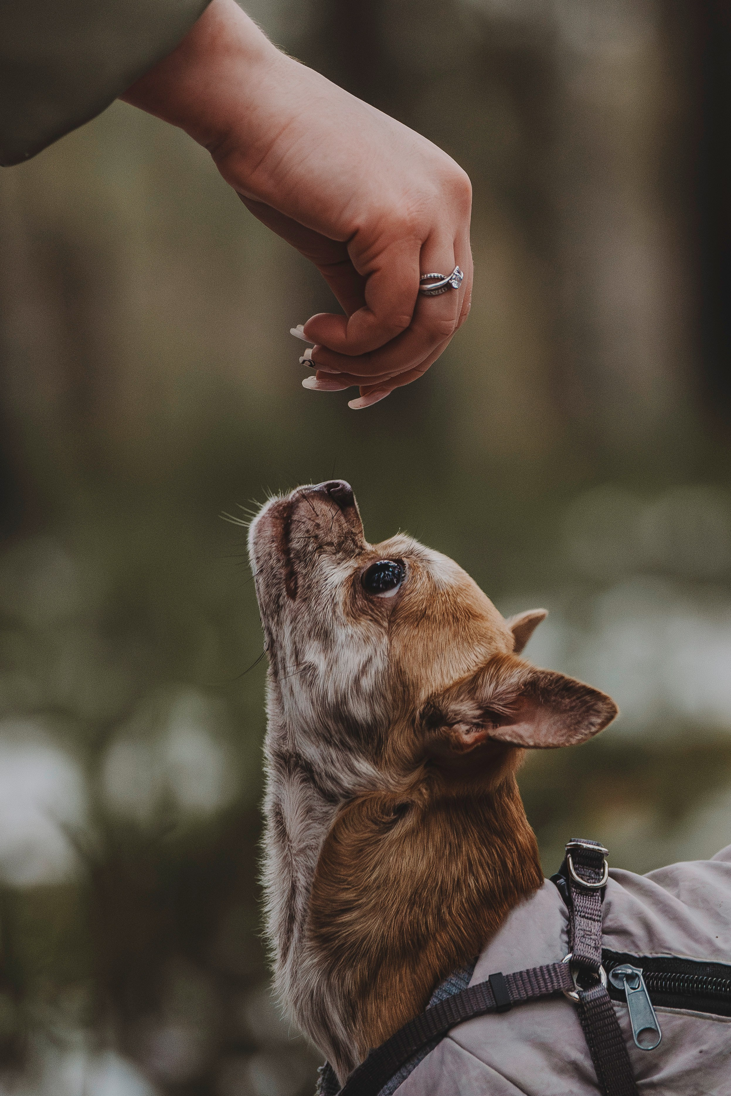 Наталия и Боря. Фотограф анималист в Спб недорого Олеся Майорова