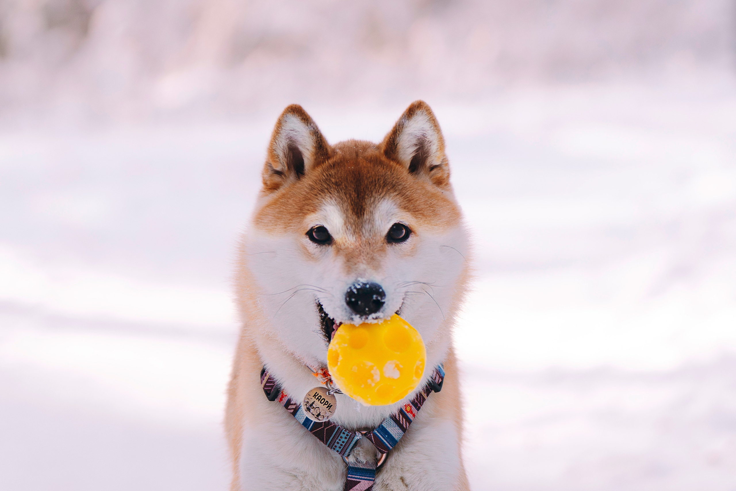 Каори, Анна и Антон. Фотограф анималист в Спб недорого Олеся Майорова