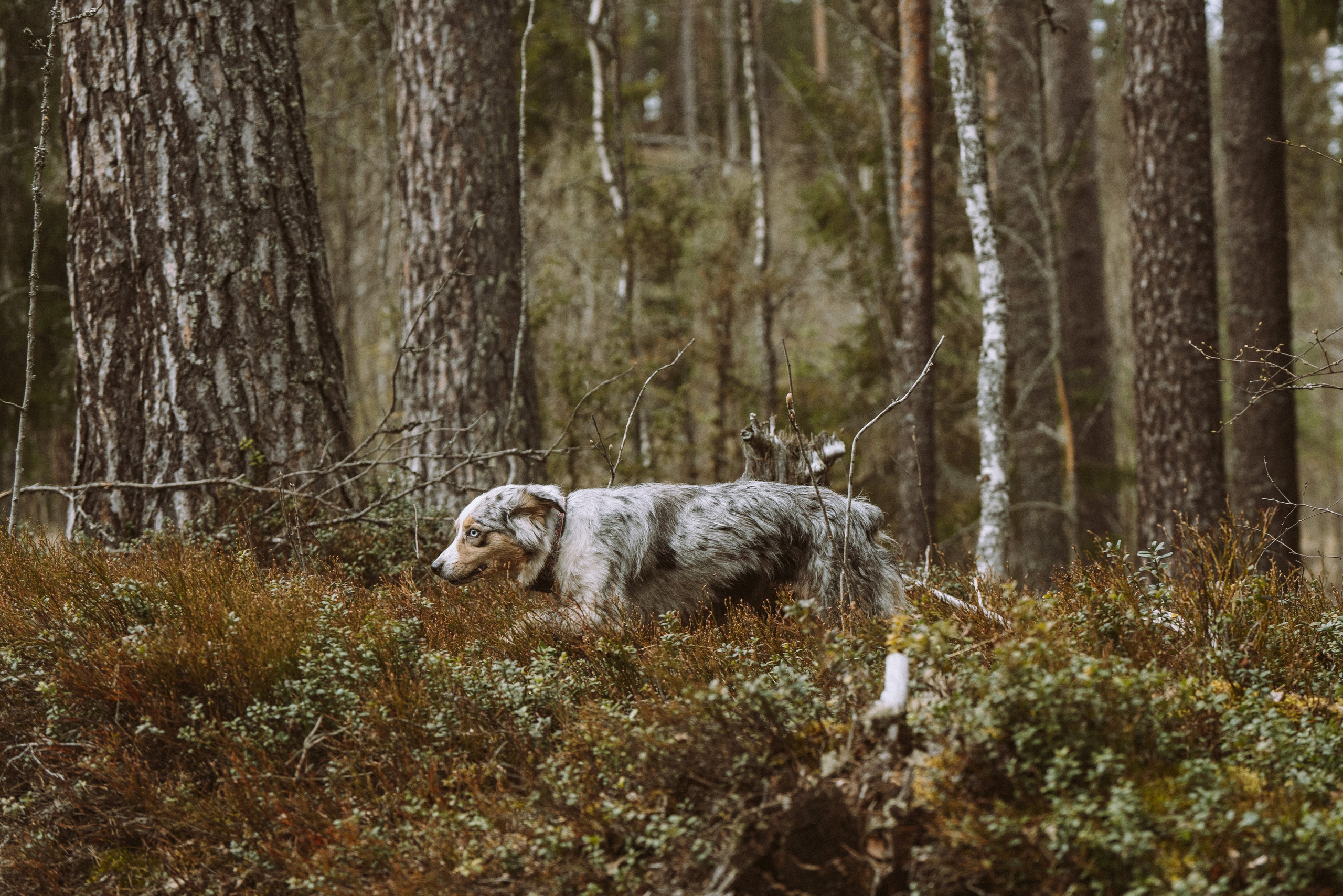 Дог трекинг к финскому хутору. Фотограф анималист в Спб недорого Олеся Майорова