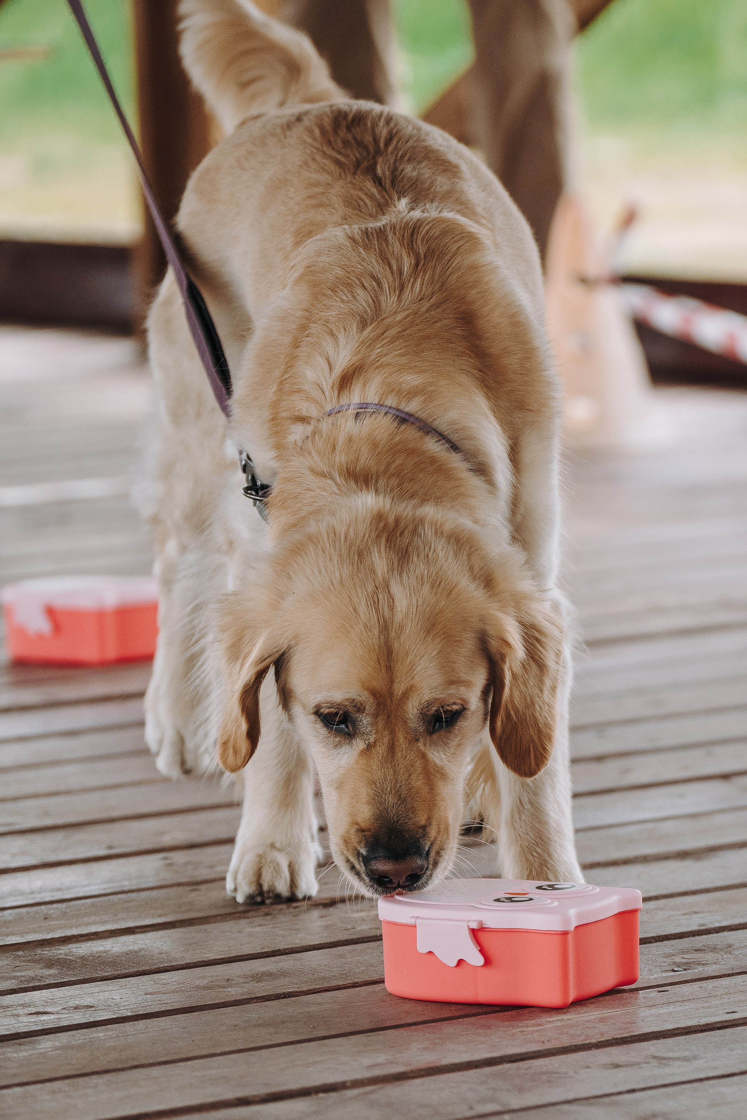 Соревнования по ноузворку в Лосево. Фотограф анималист в Спб недорого Олеся Майорова