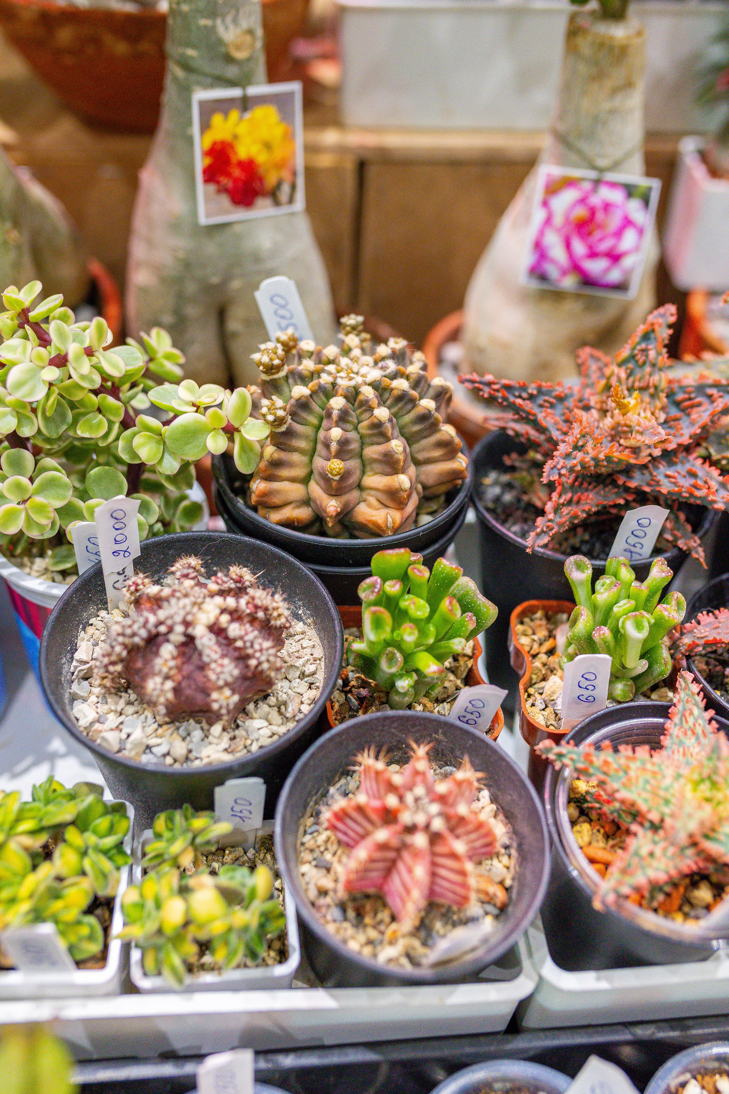 Орхидиум 12.2025. Александра Куликова фотограф, Москва