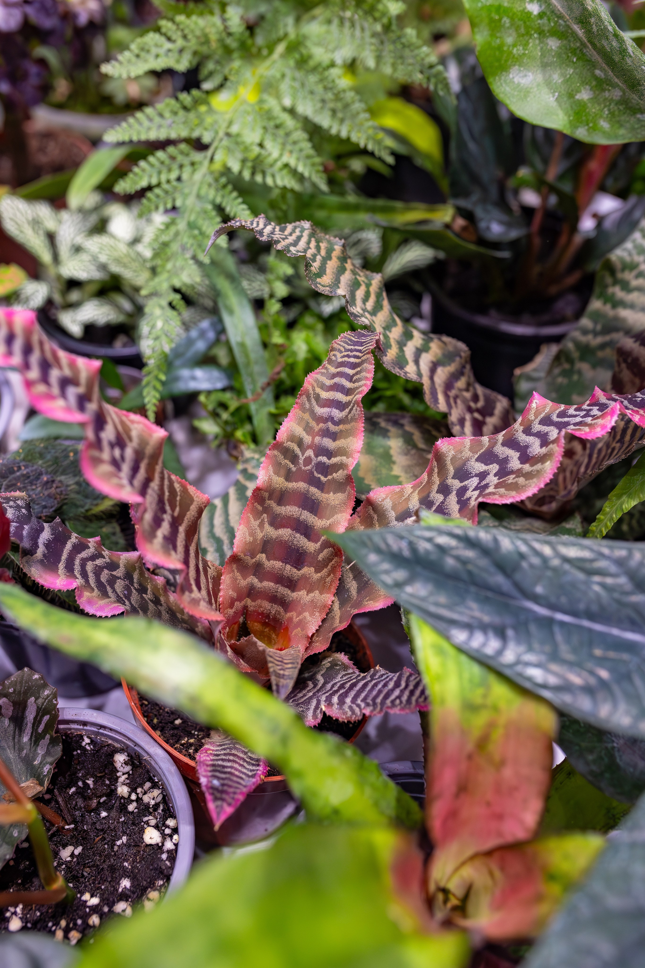 Орхидиум сентябрь 2025. Александра Куликова фотограф, Москва