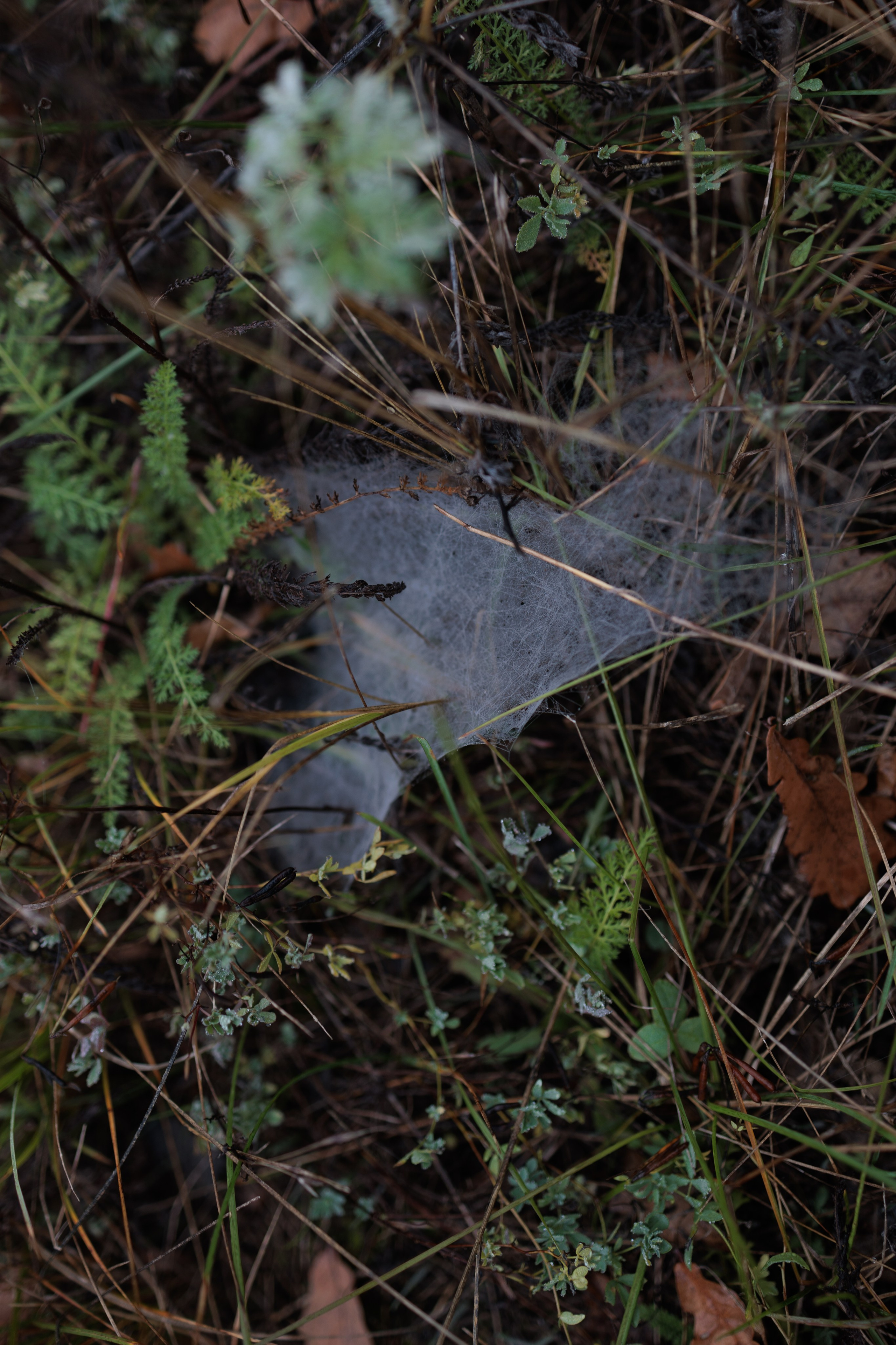 В туманном лесу. Семейный фотограф в Белгороде