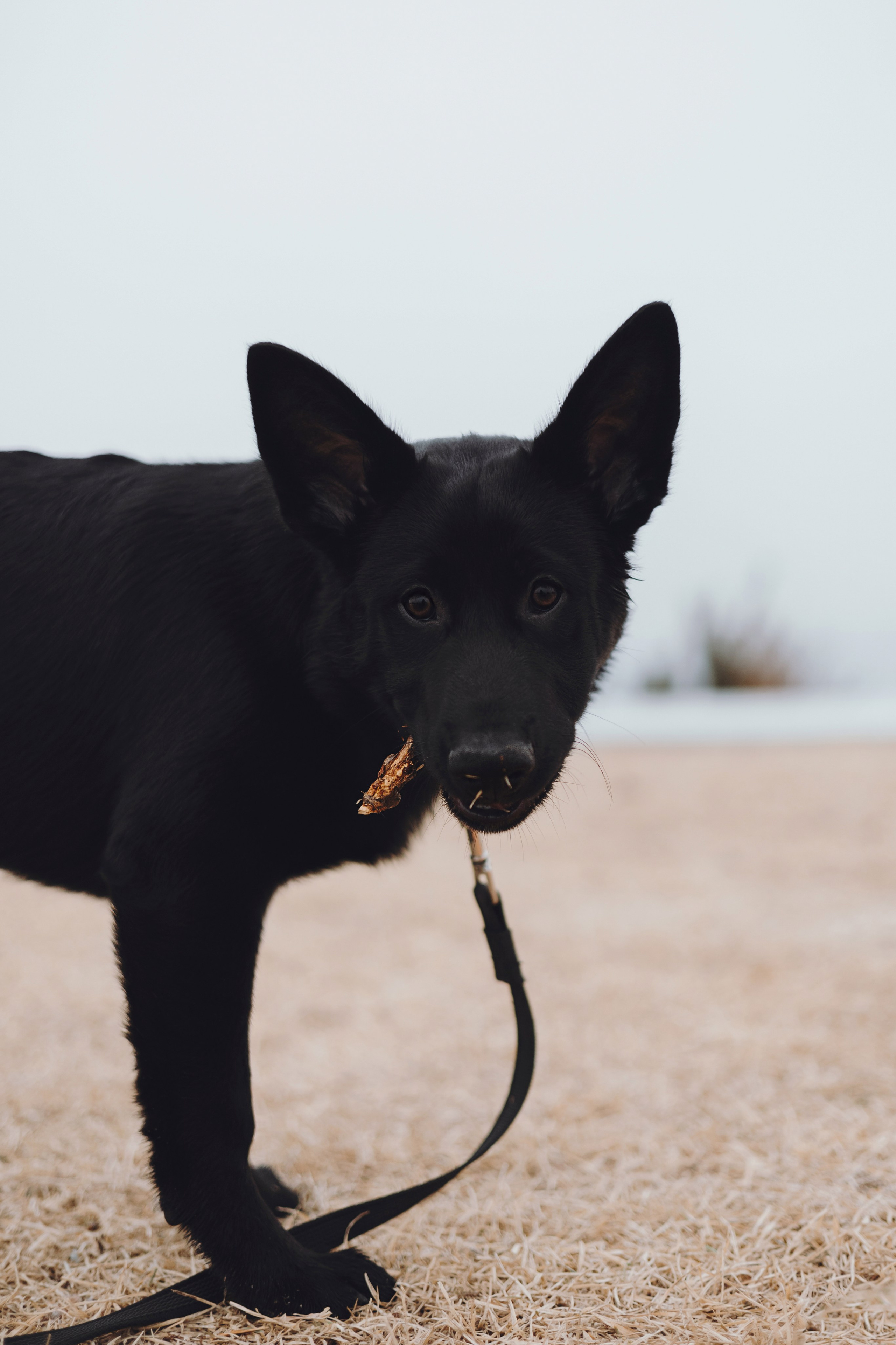 Ксения и Юта. Фотограф — анималист Владивосток, Алина