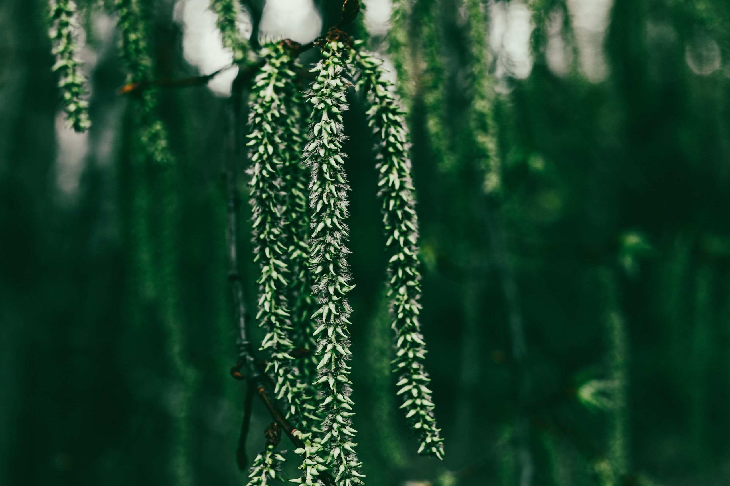 Природа/Животные