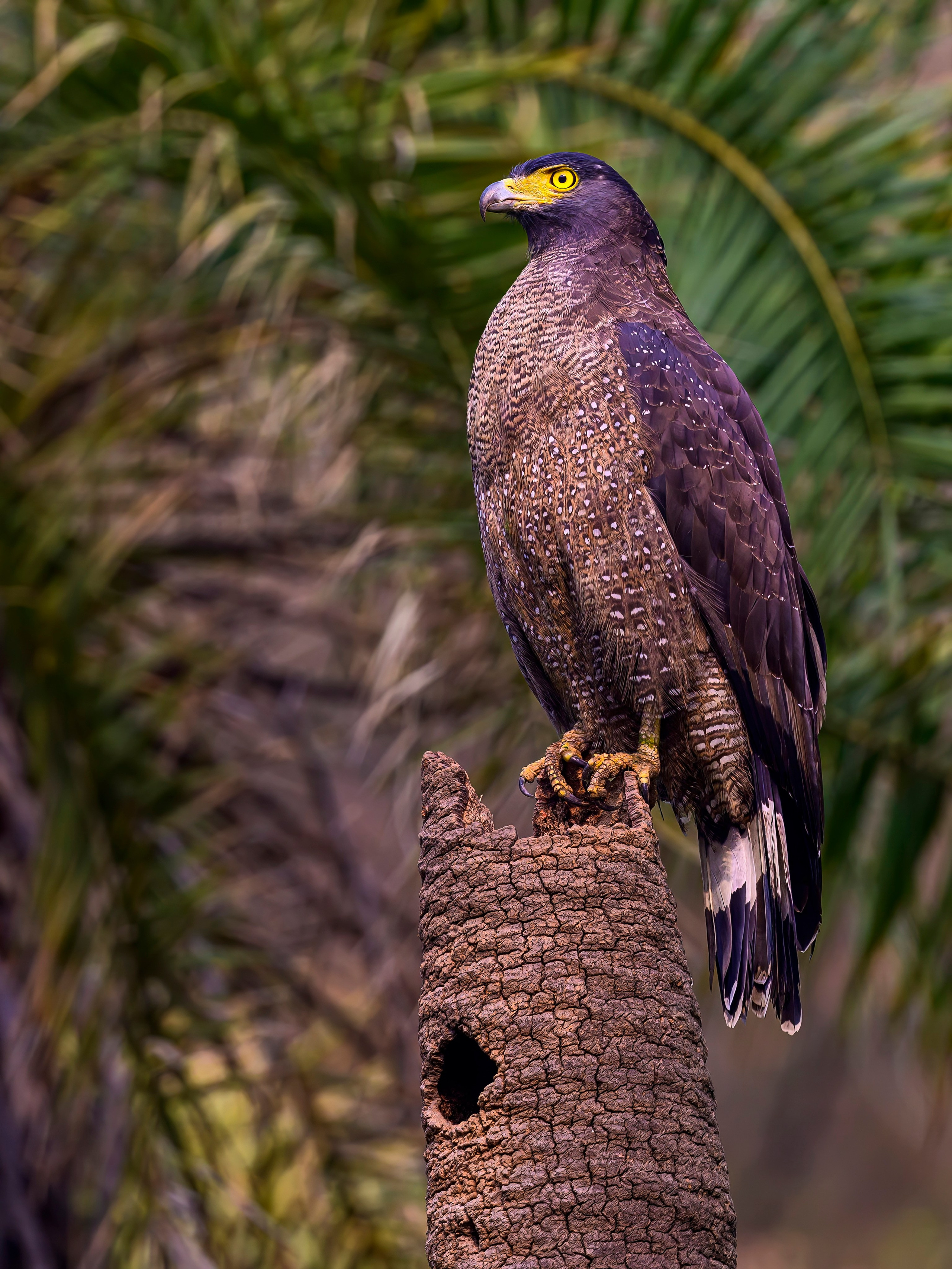 Раджастан, Индия. Wildlife photography by Sergey Puponin