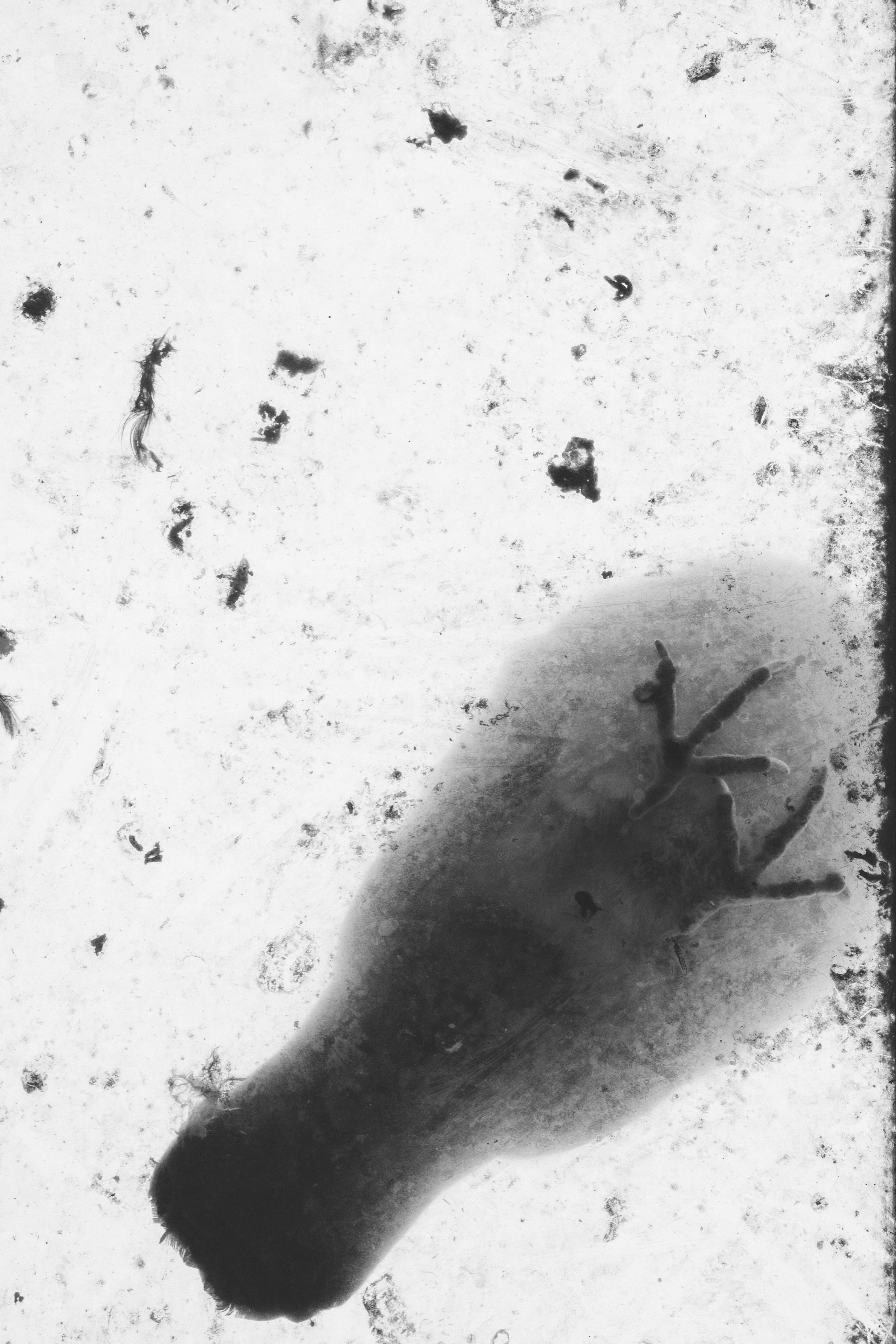 Снимки. Репортажный фотограф. Из России с любовью