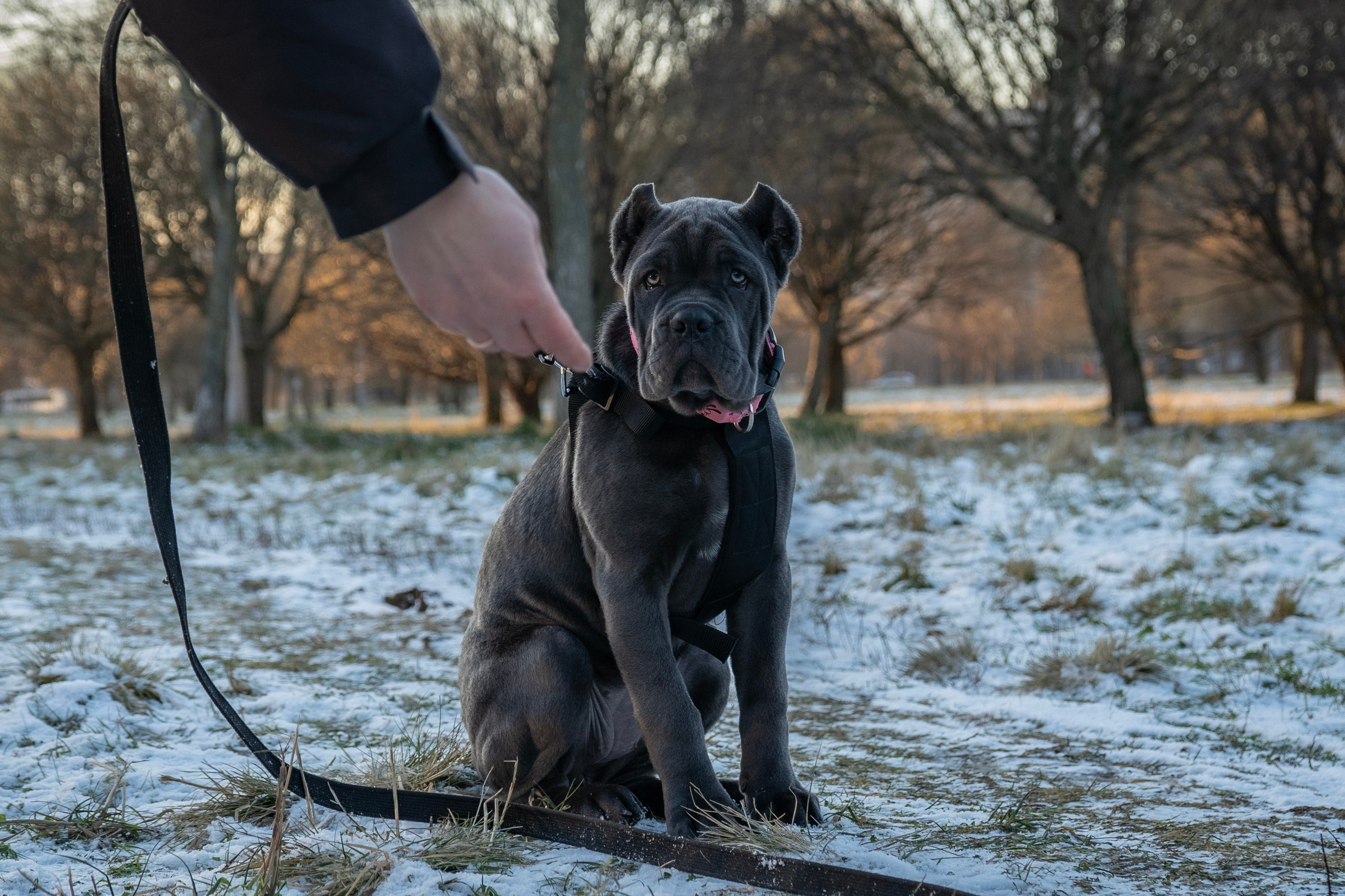 Фотосессии Пушистиков. Фотограф в Санкт-Петербурге Виктория Барышникова