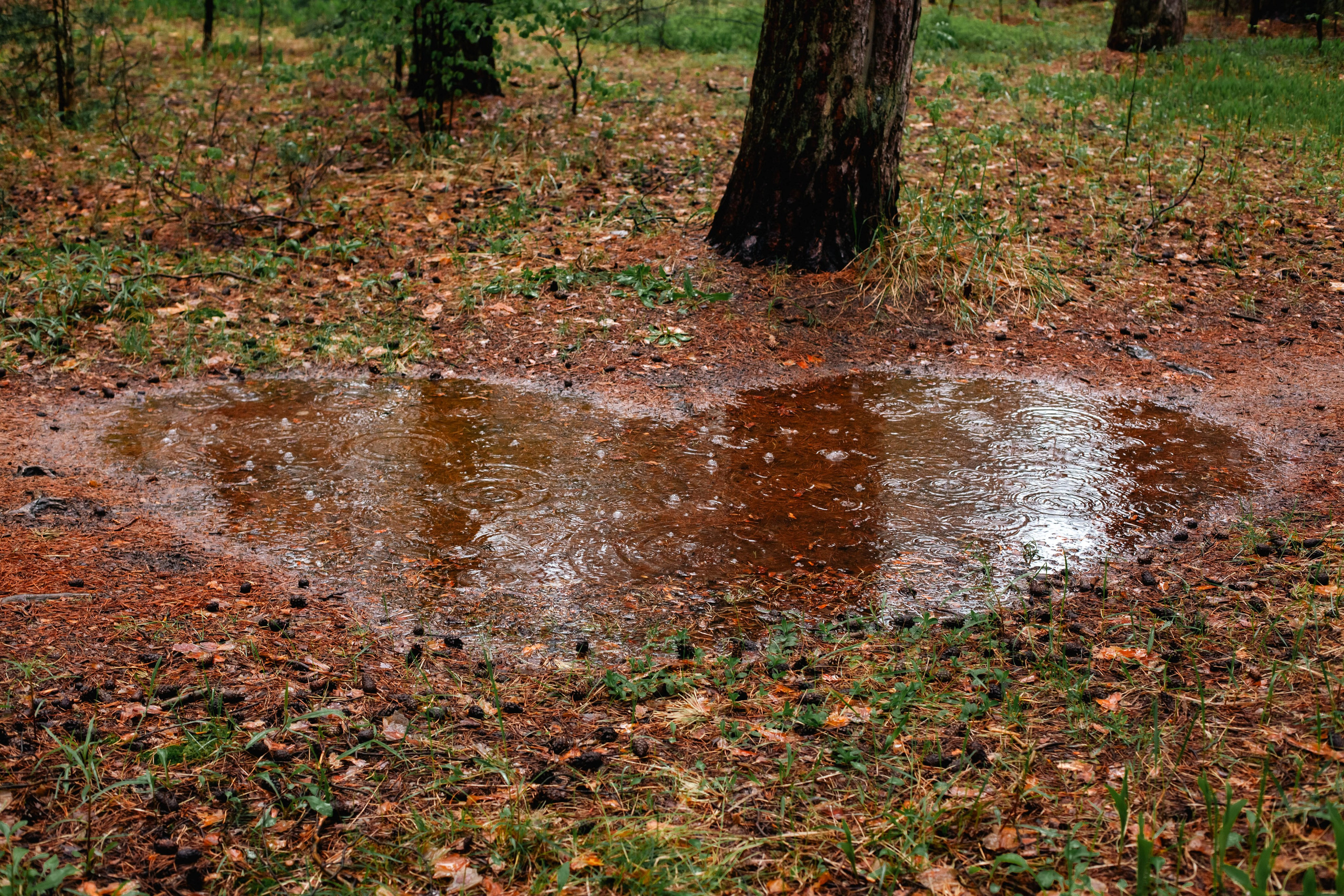 Мокрый лес. Контент-фотограф Рязань/Москва/Санкт-Петербург/Сочи Елена Сазонтова