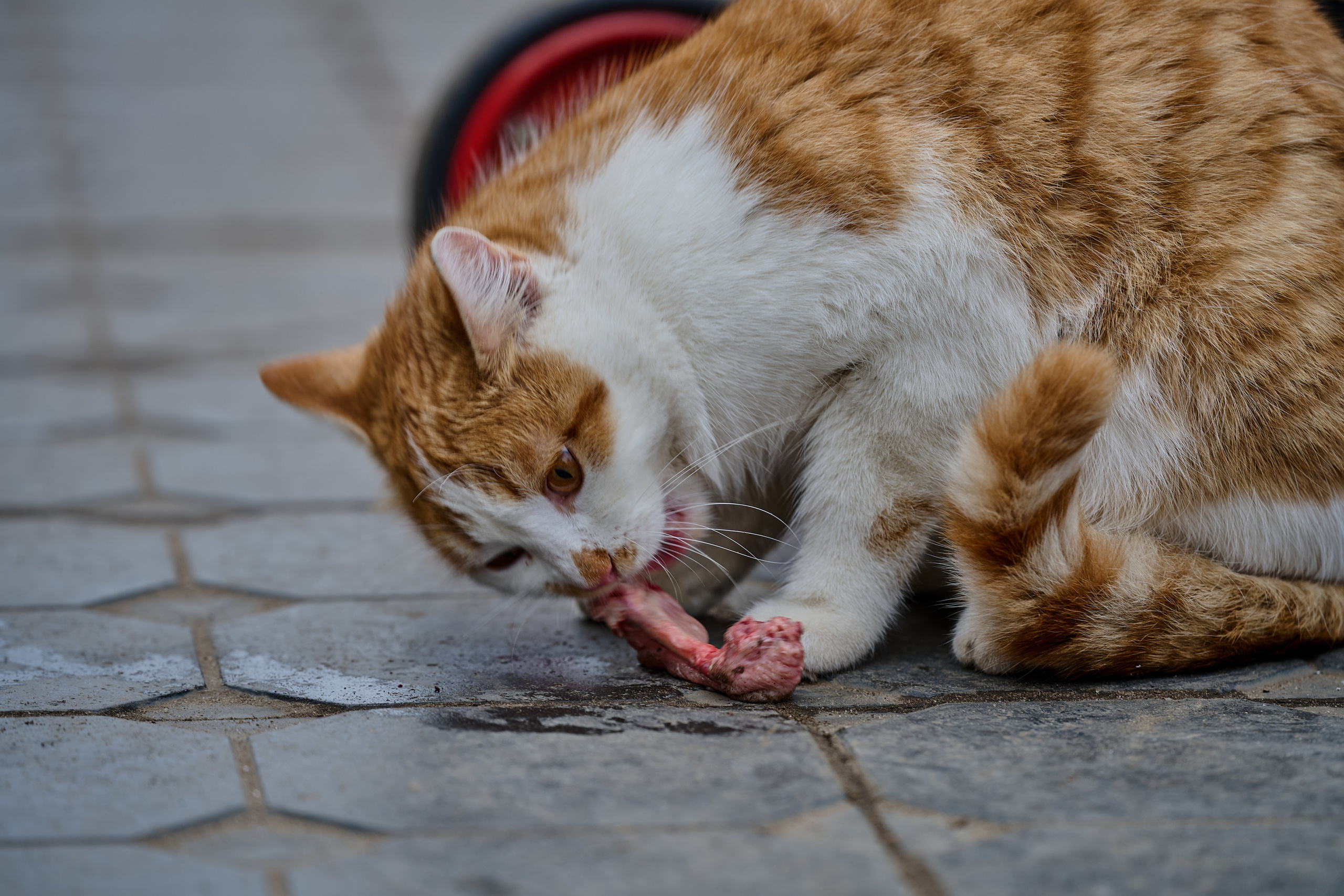 Старобельск. Декабрь 2024 года. Фотограф Роман Адлер