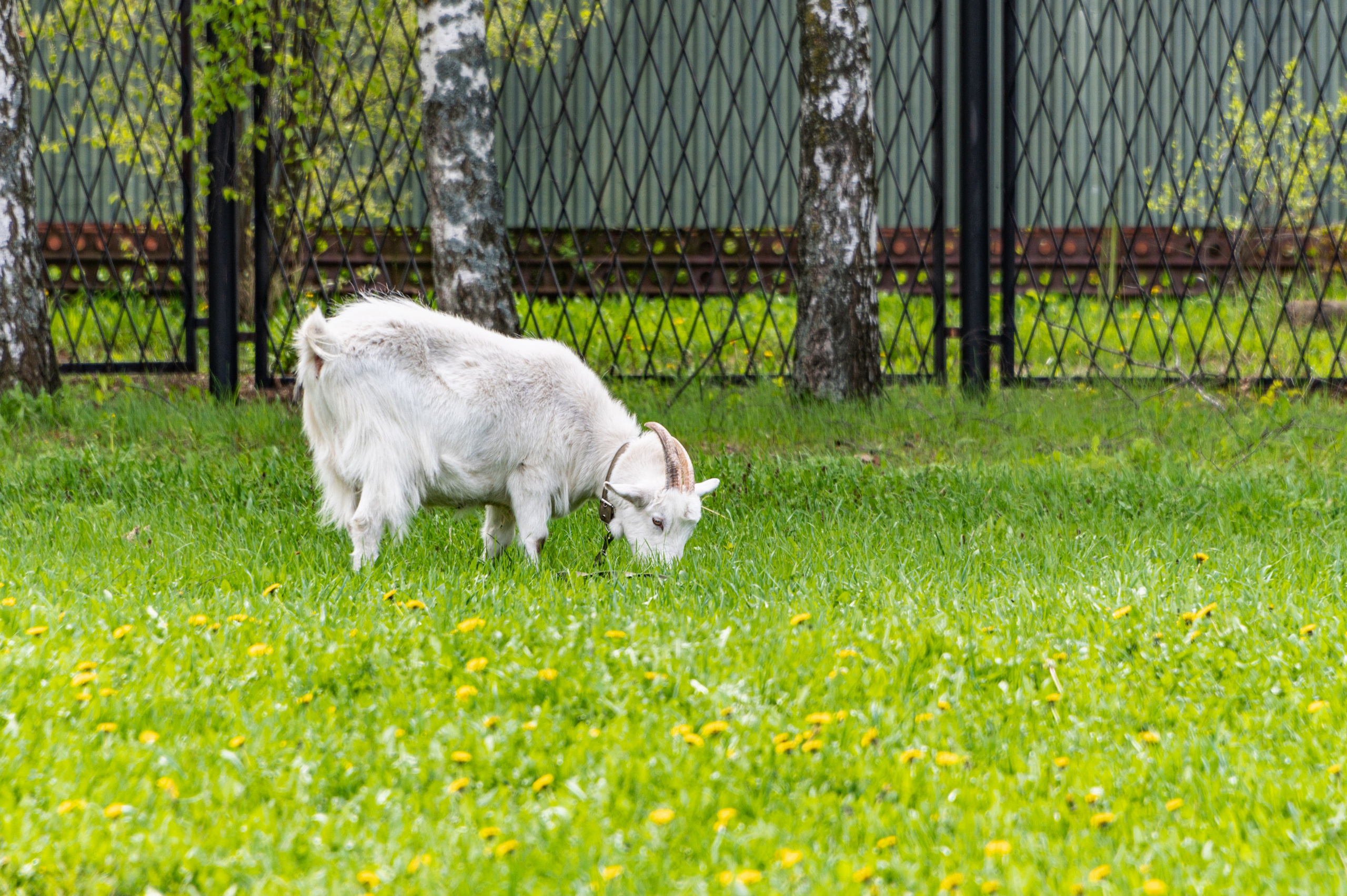 Суздаль. Май 2023. Фотограф Роман Адлер