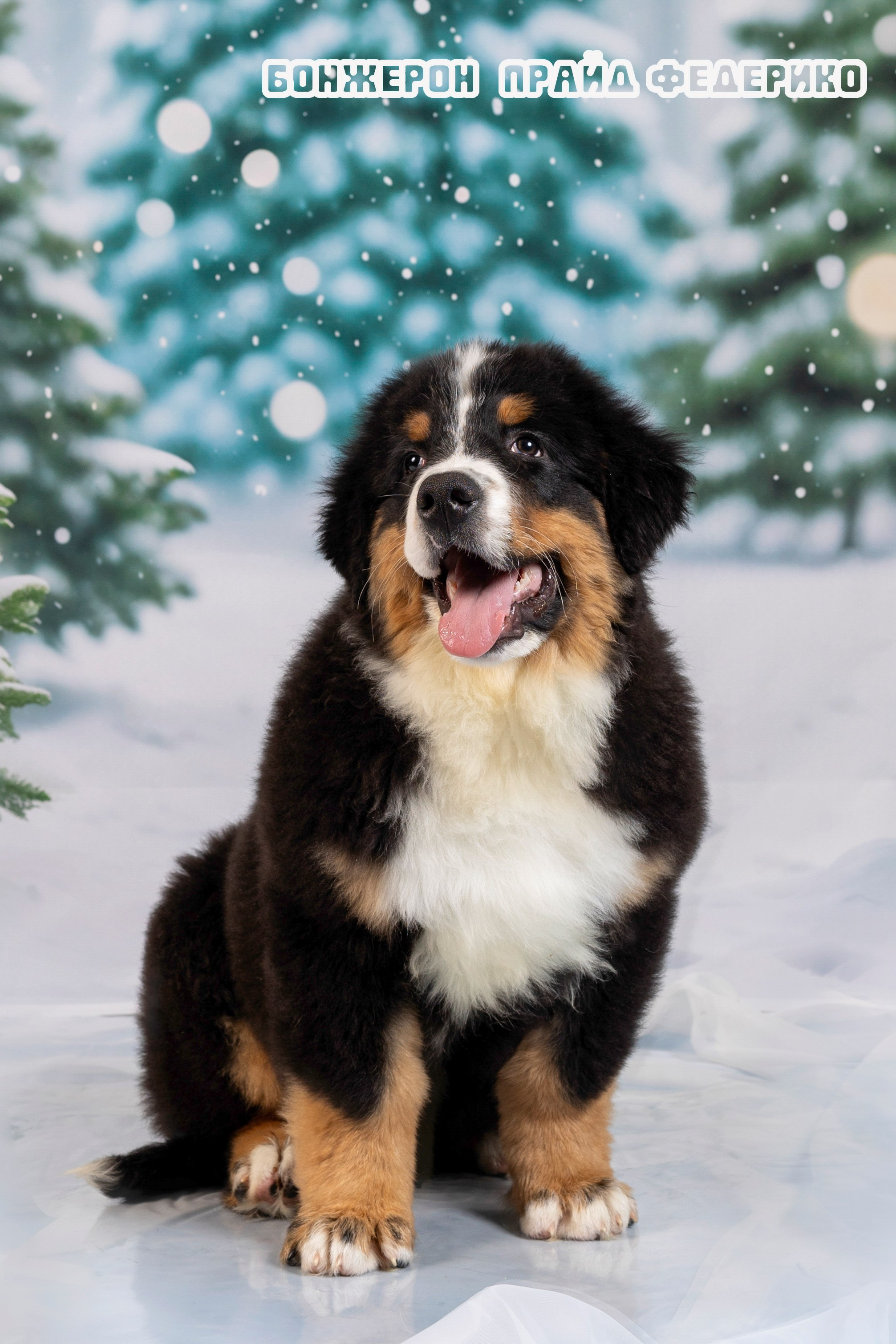 Бонжерон прайд. Фотограф 📸 семейный, предметный, репортажный