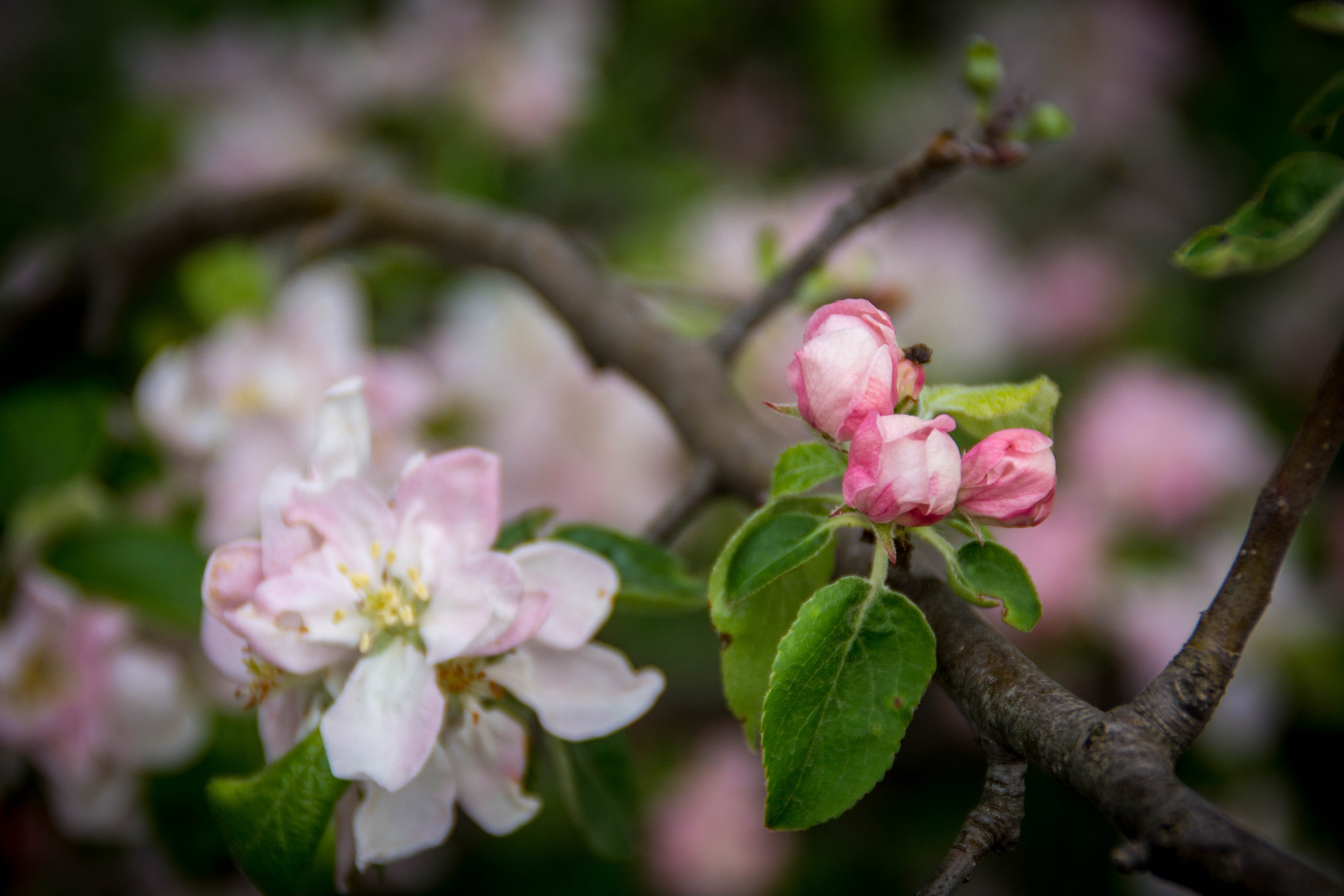 Природа в фотографии, взгляд на прекрасное через объектив фотоаппарата. Елена Волкова семейный фотограф в станице Гостагаевской города-курорта Анапа