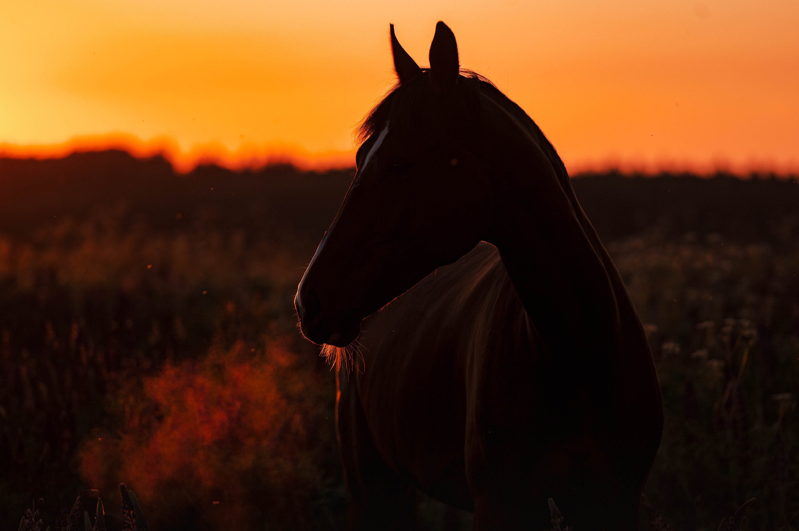 Ивори в закатных полях. Фотограф-анималист