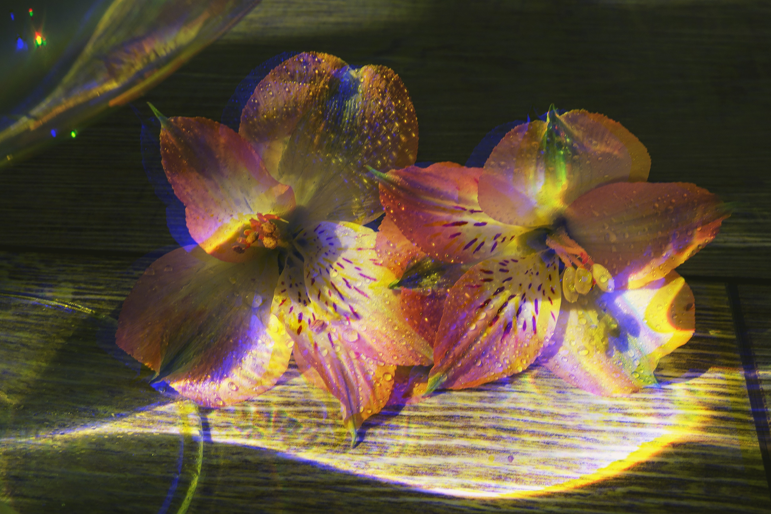 Природа &. Фотохудожник в СПб