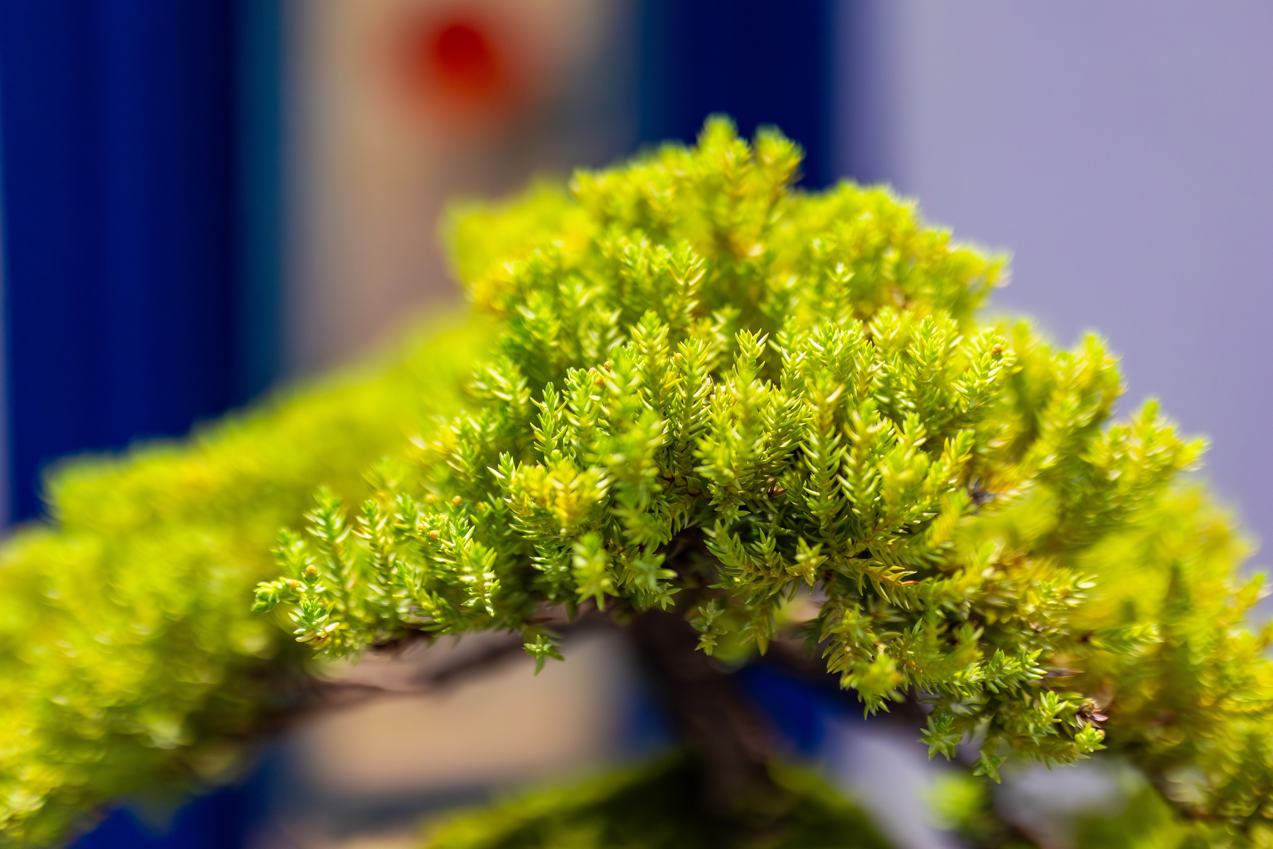 Орхидиум сентябрь 2025. Александра Куликова фотограф, Москва