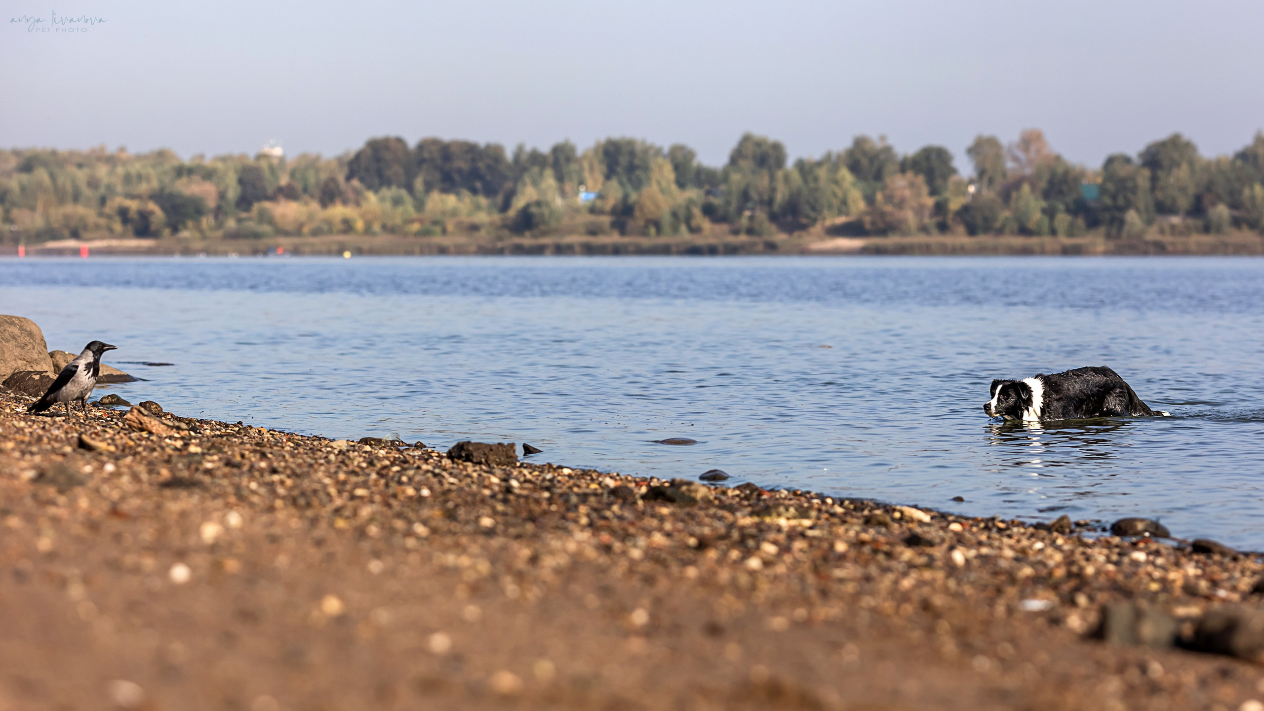 Алена и Майли. Фотограф анималист Аня Ливанова | Рыбинск