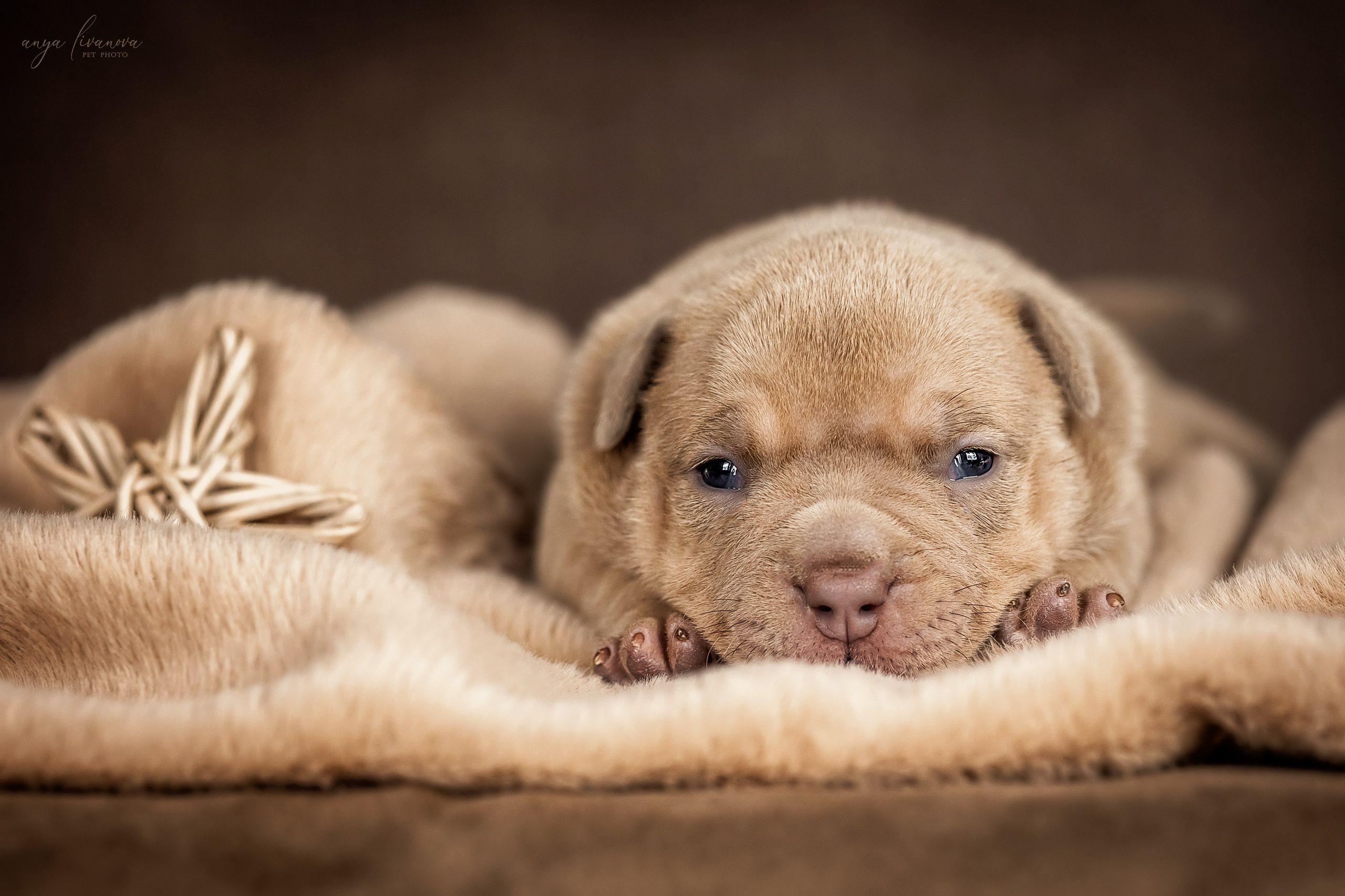 Амбулли. Фотограф анималист Аня Ливанова | Рыбинск
