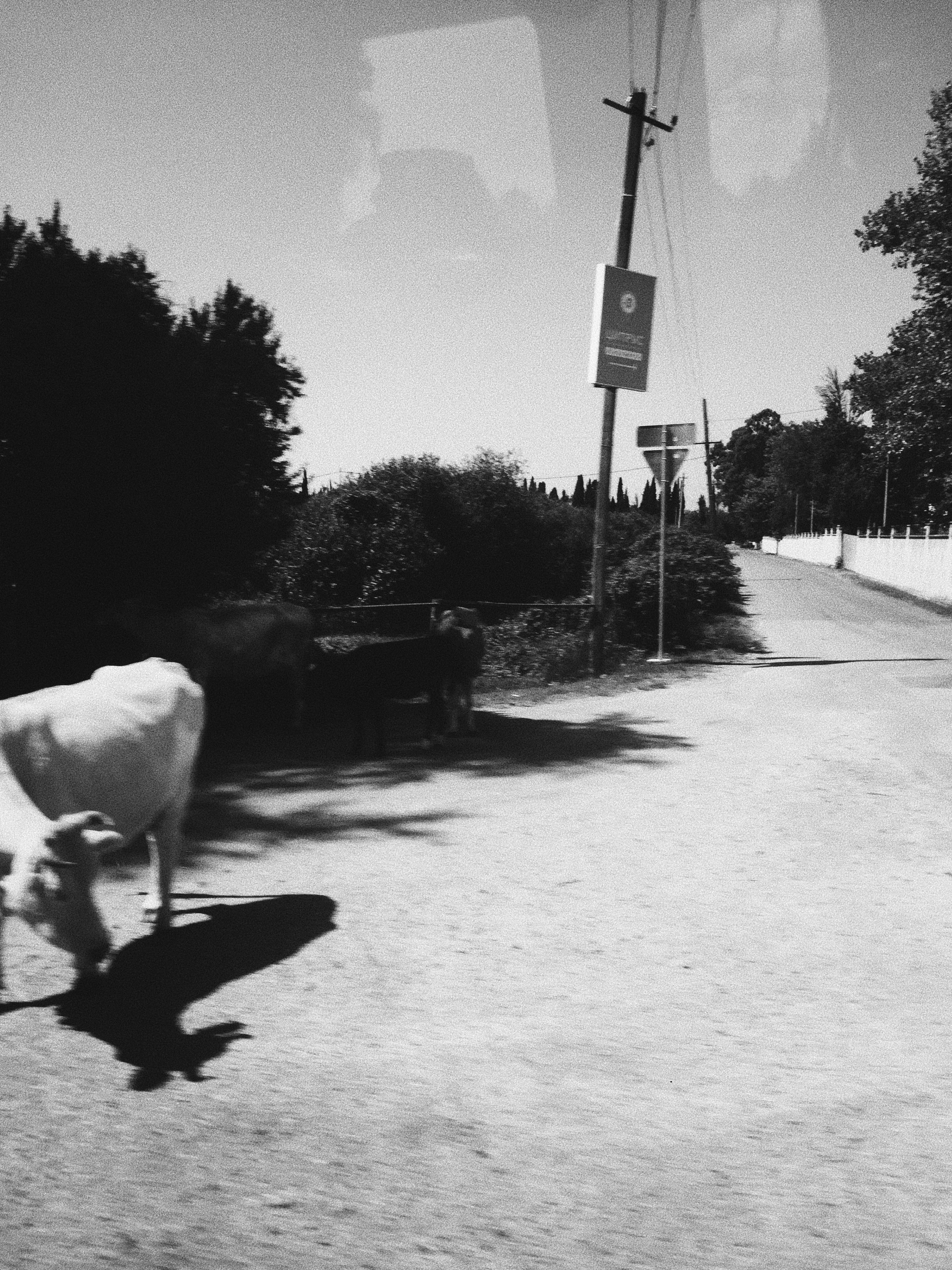 Étrangers. Carolinetru