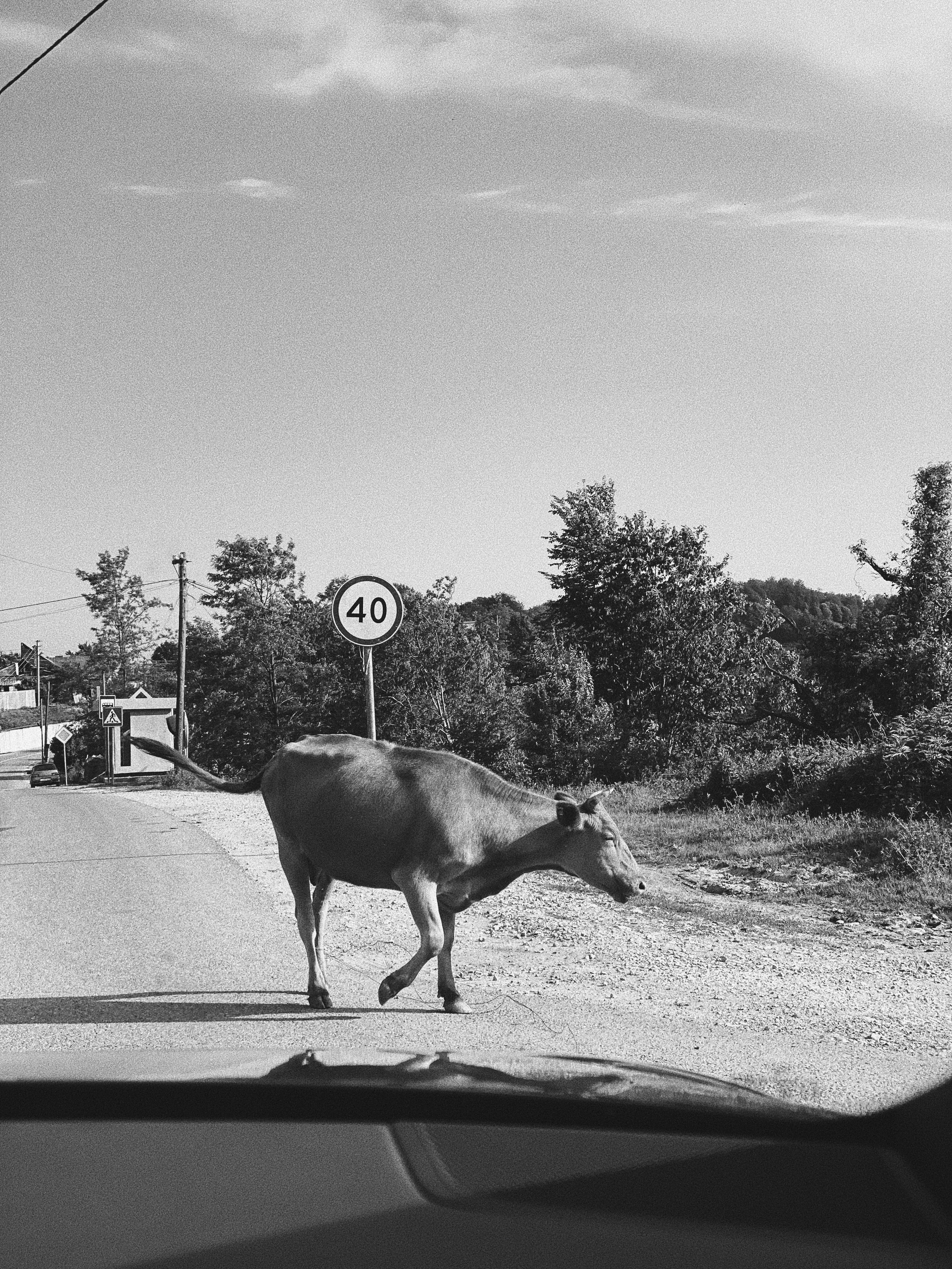 Paradiso. Carolinetru