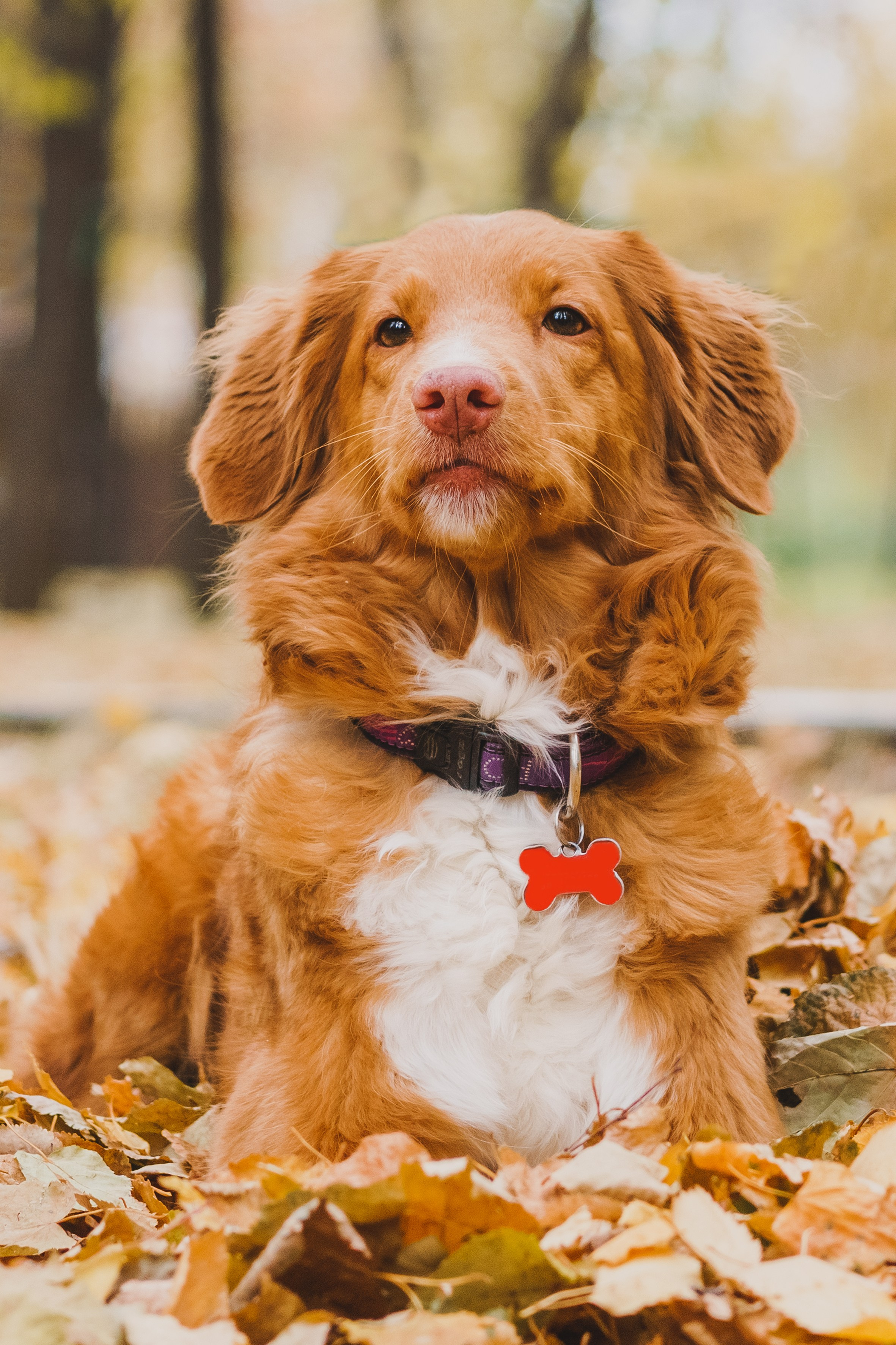 Life with dog. Saamill