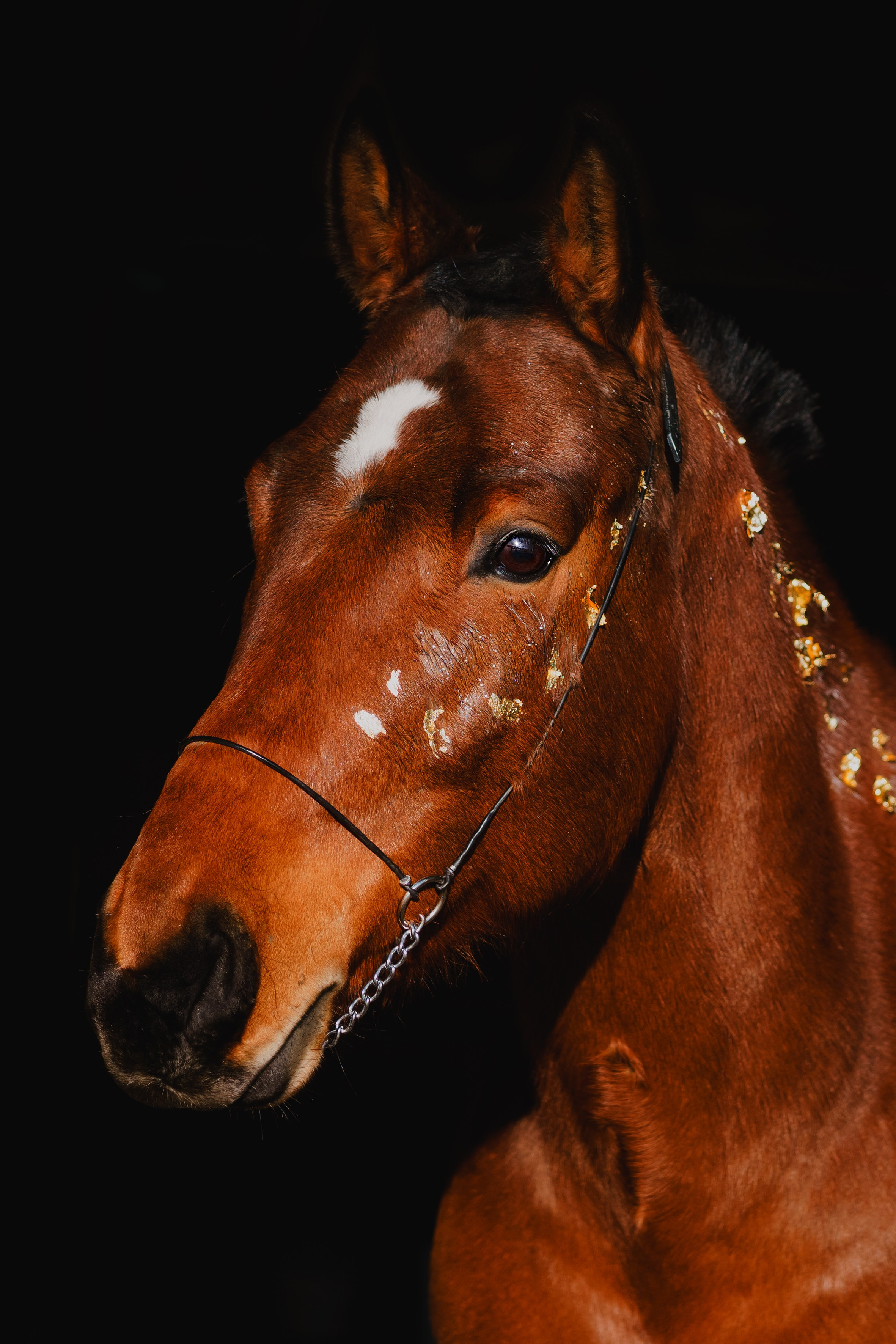 Life with horse. Saamill