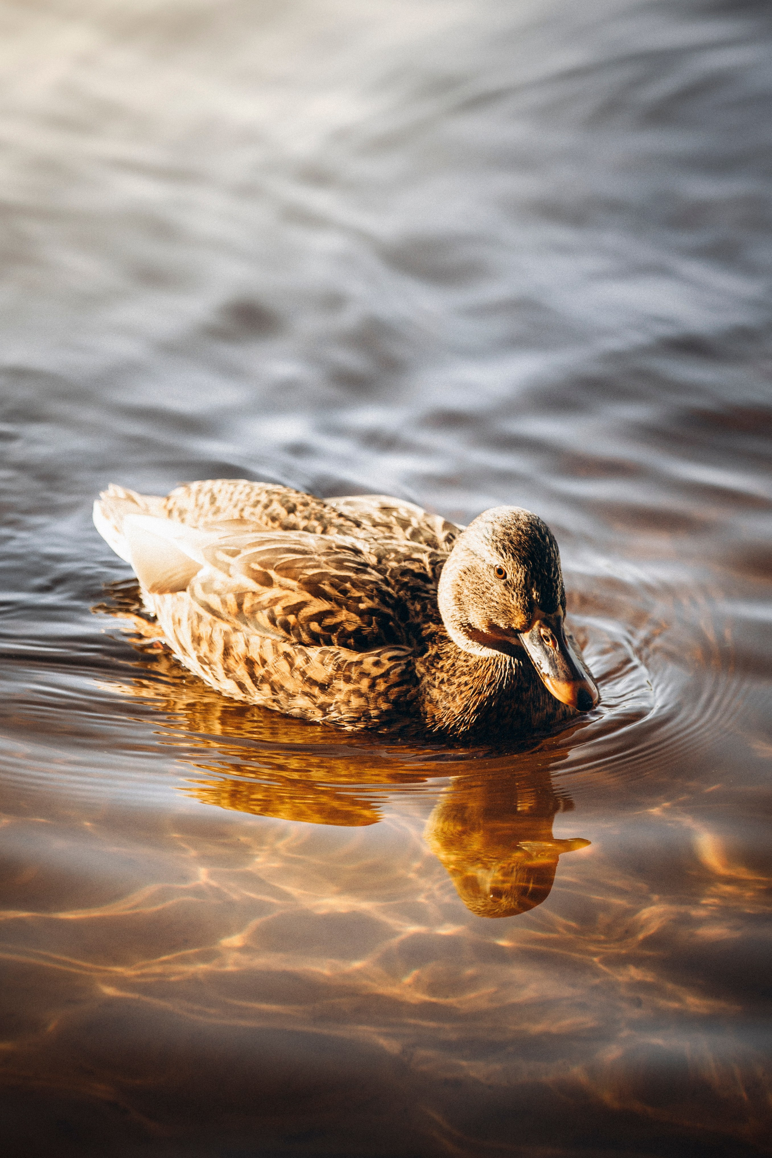 Оля и Мотечка. Фотограф — Анималист | Санкт-Петербург