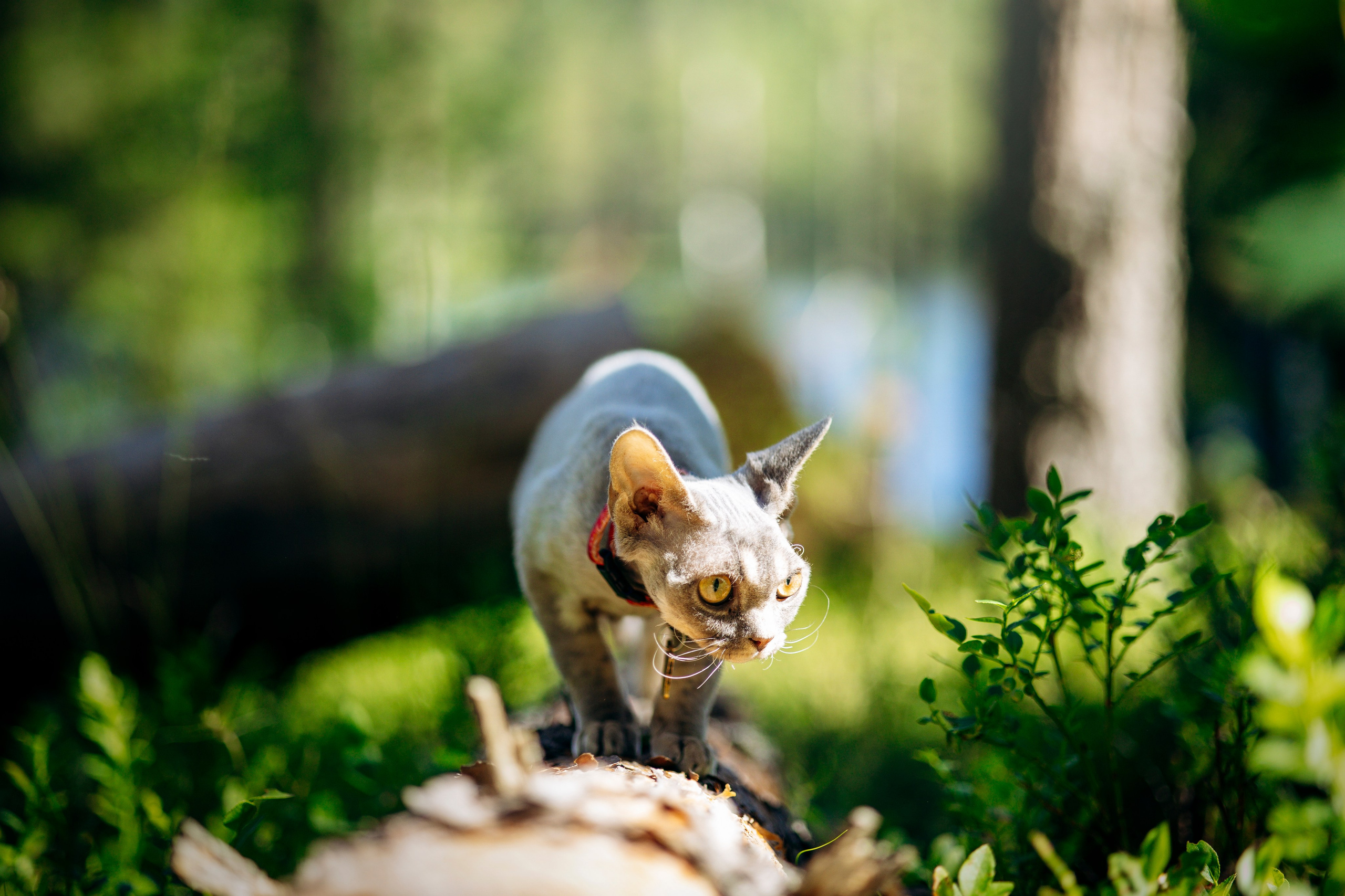 Котофеи и их семья. Фотограф — Анималист | Санкт-Петербург