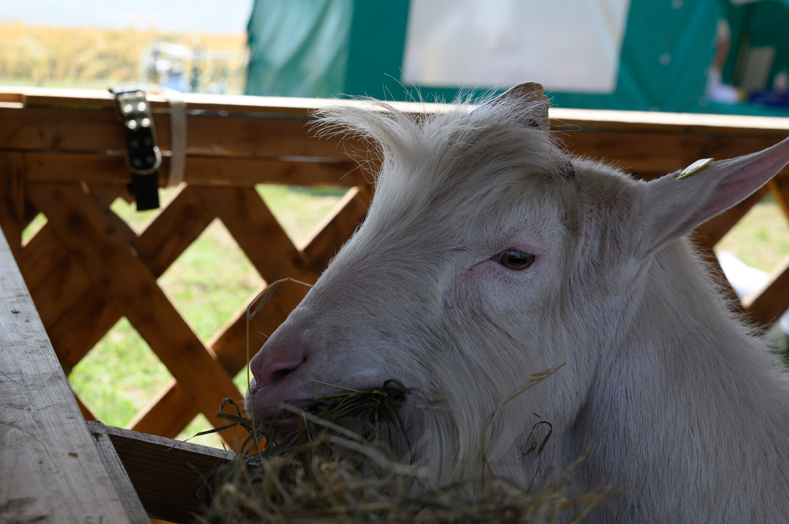 Агровыставка. Фотоуслуги, услуги фотографа, фотографирование важных событий