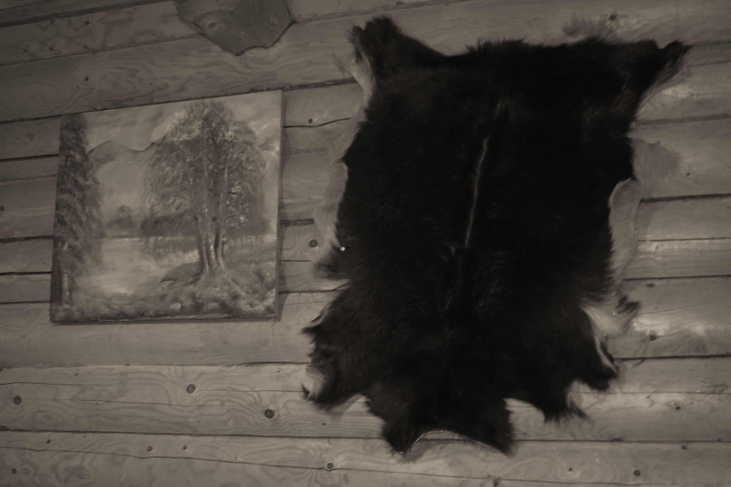 Лес и абстрактность. Портретный фотограф DanilNabody