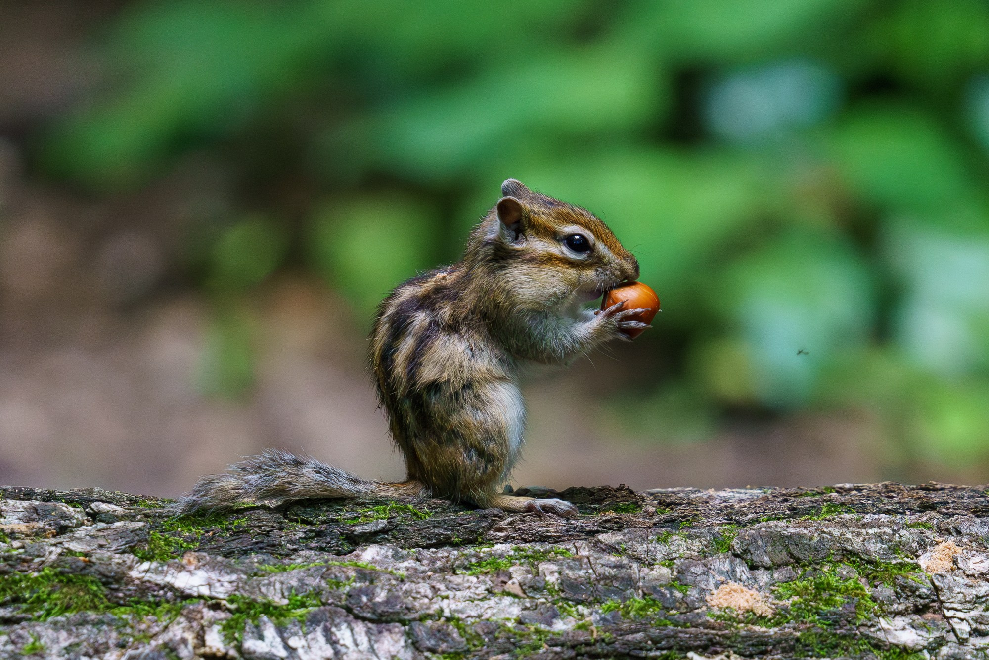 Животные. Ваш личный фотограф Марина Волкова