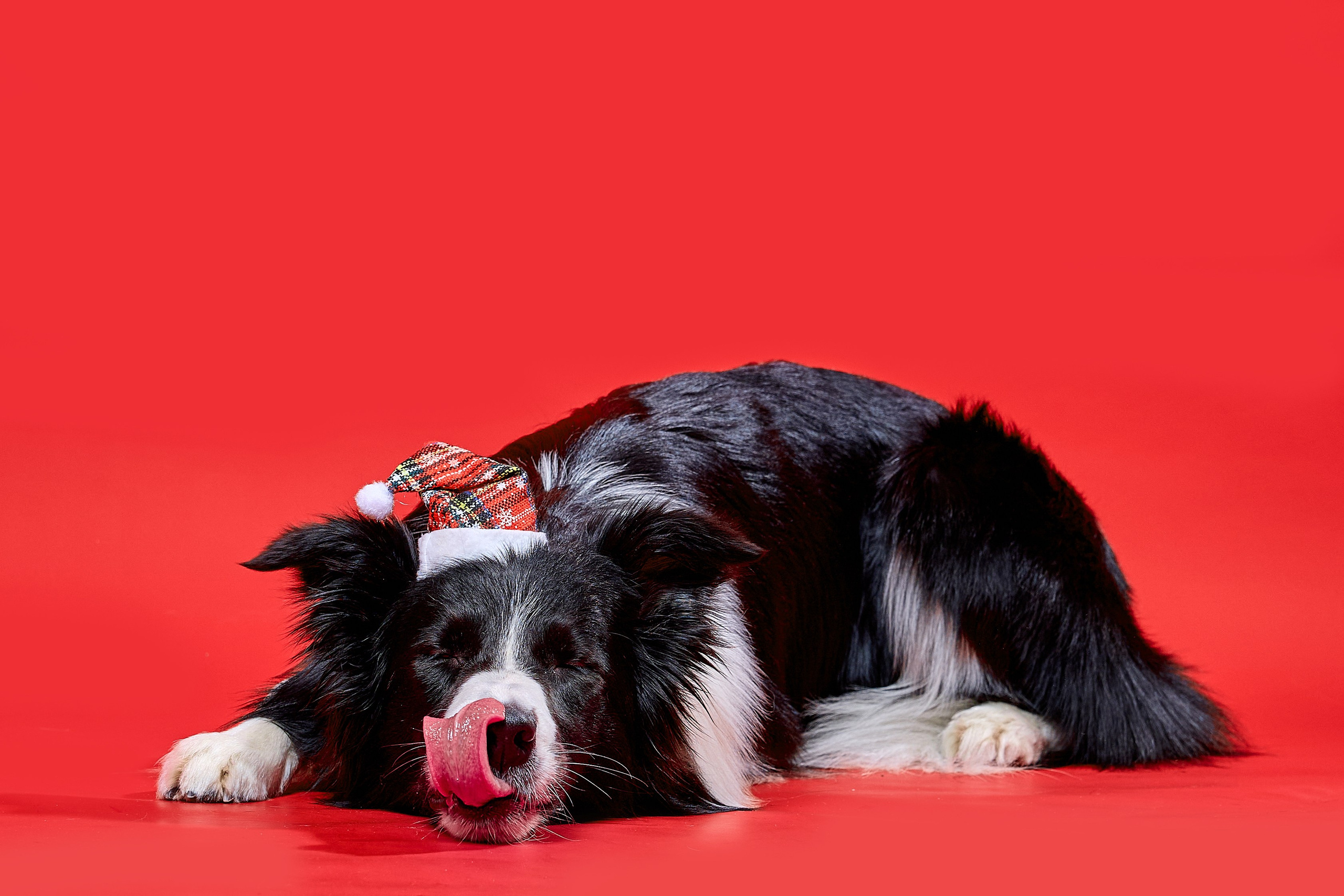 Фотосъёмка животных. Предметный и репортажный фотограф Алексей Кротов