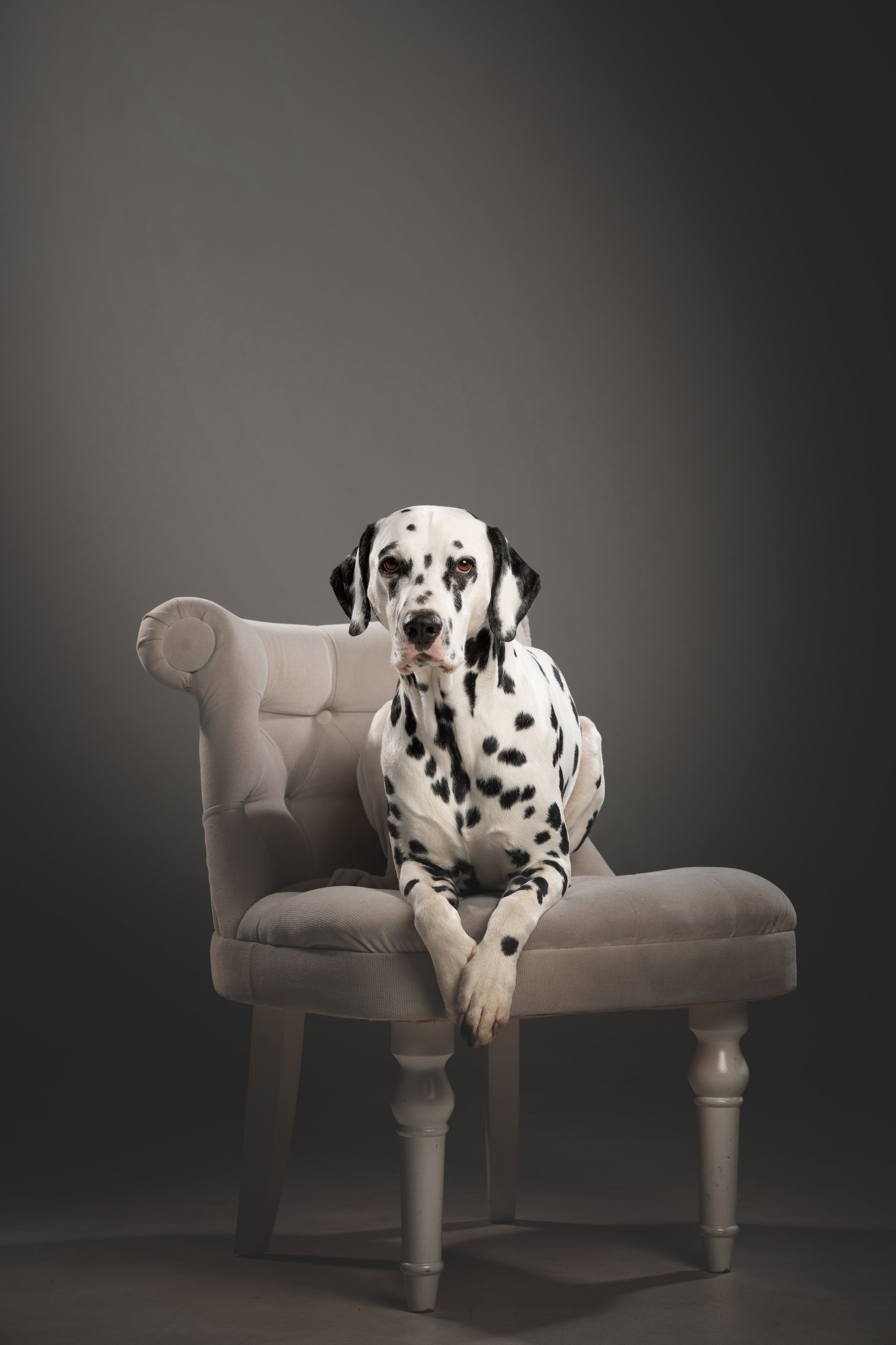 Тейл. Фотограф анималист Осипчикова Мария