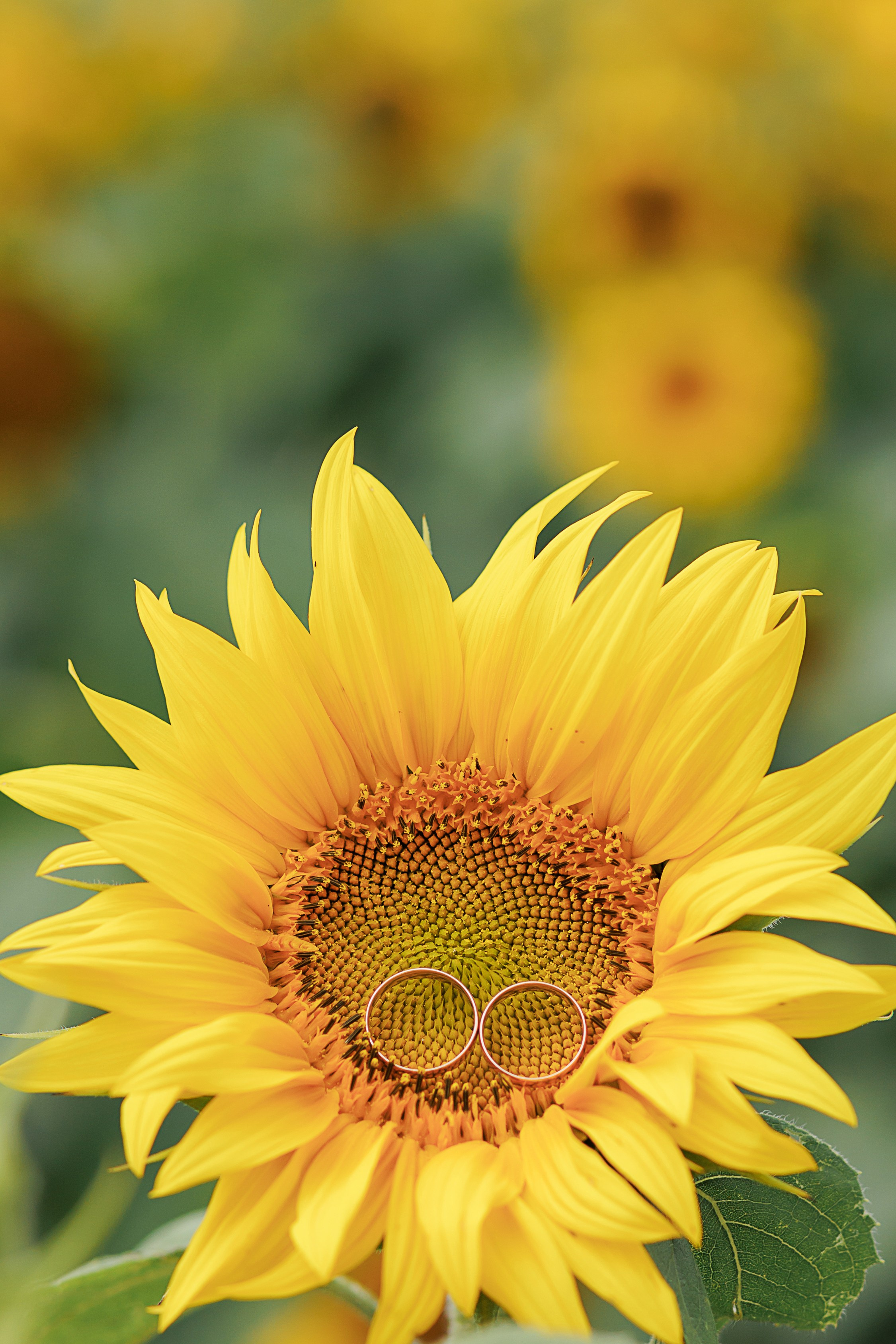 Свадьба Светы и Саши. Свадебный и семейный фотограф в Твери и Тверской области