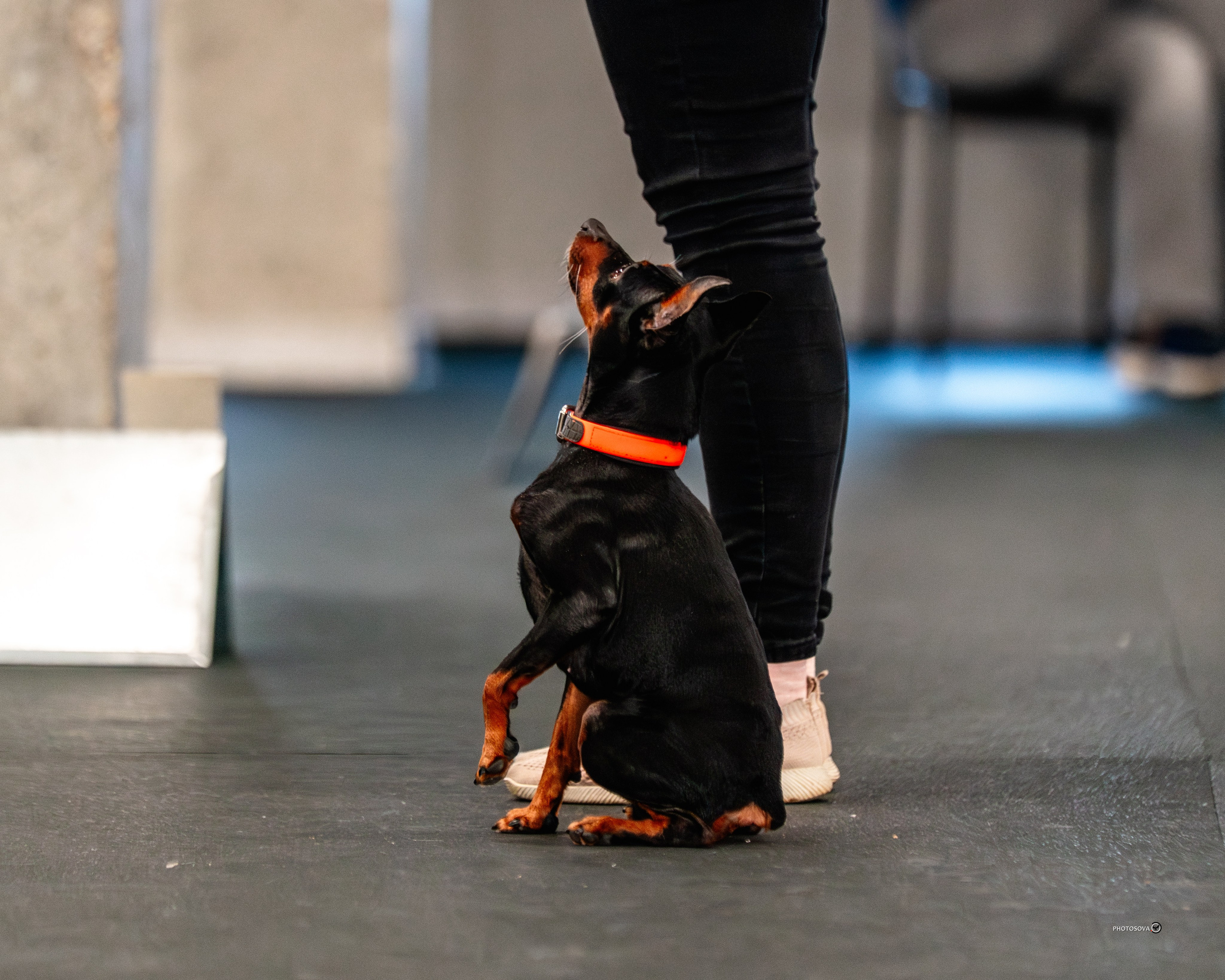 ТЫ И Я (соревнования по ралли-обидиенс). Фотограф-анималист, семейный фотограф в Москве и Подмосковье. Фотосъёмка кинологических дисциплин