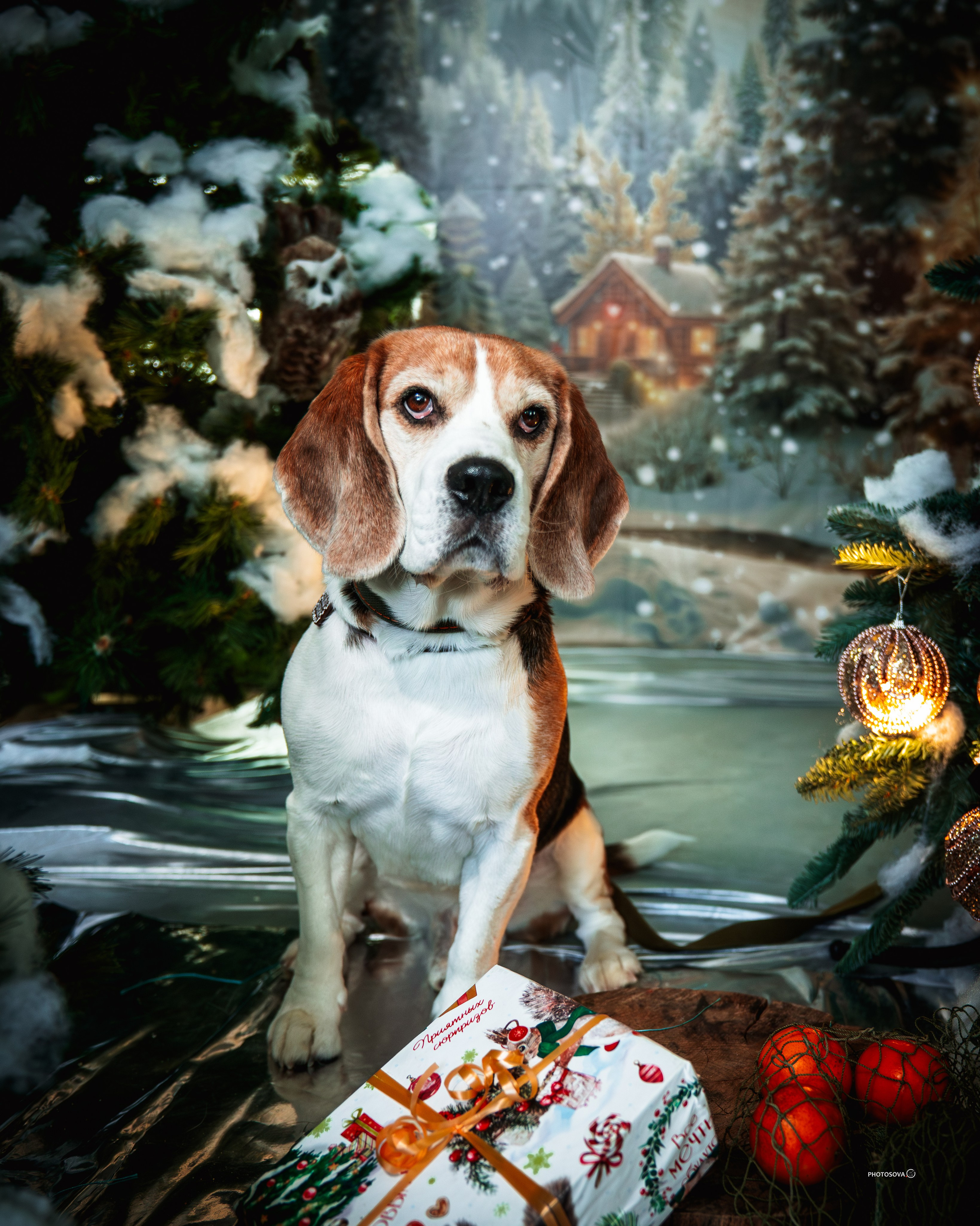 ФОТОПАМЯТЬ ВАШИХ ЭМОЦИЙ. Фотограф-анималист, семейный фотограф в Москве и Подмосковье. Фотосъёмка кинологических дисциплин