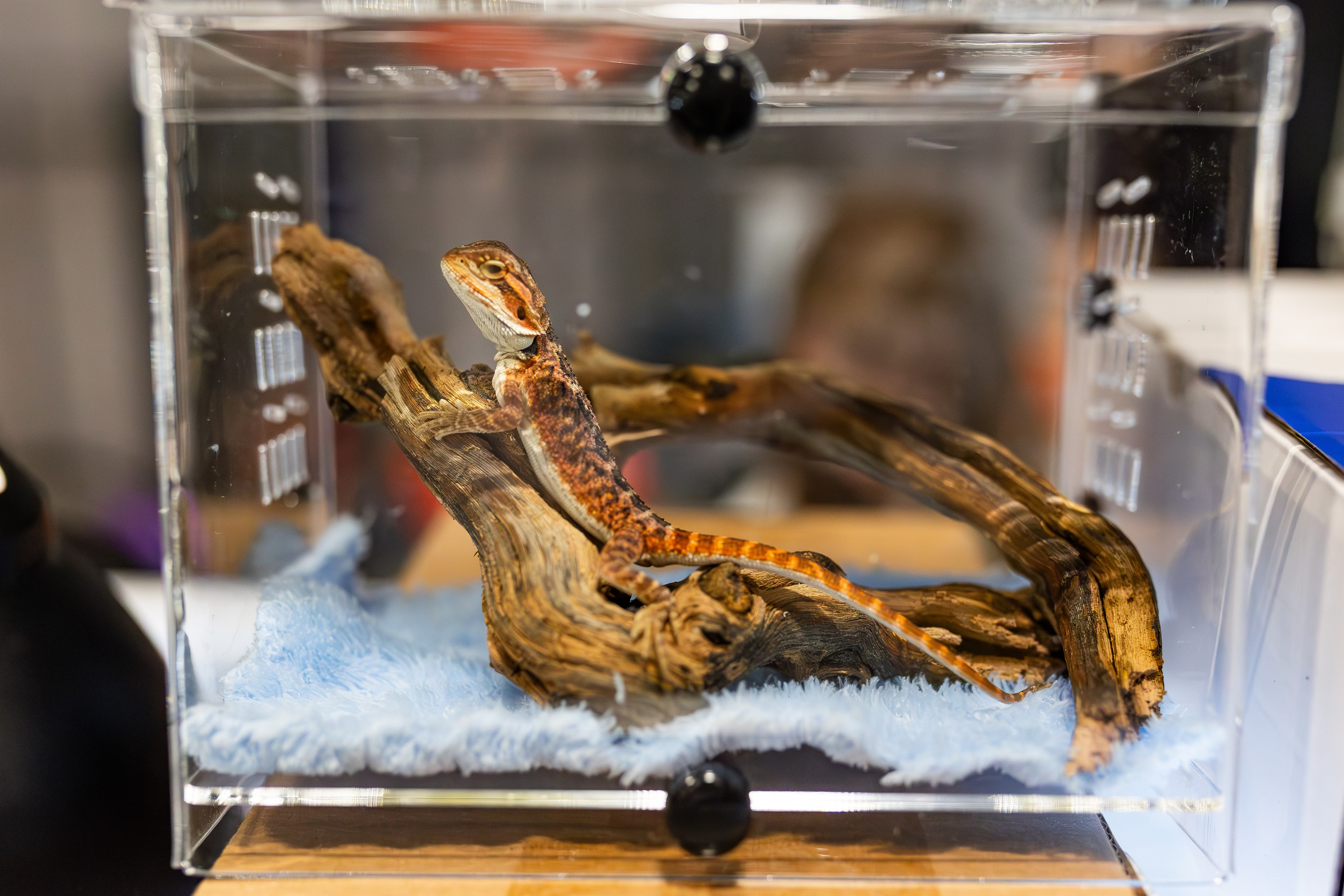 Рептилиум июнь 2025. Александра Куликова фотограф, Москва