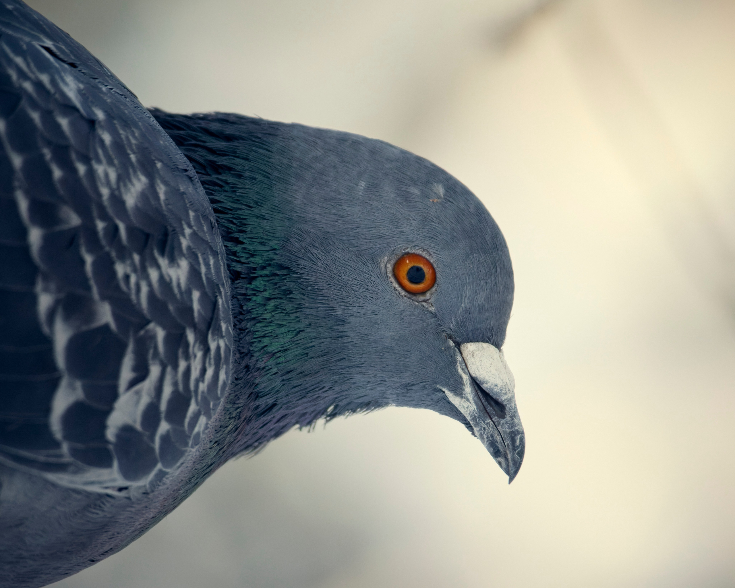 Voronezh 2024. Anton Chernov | Wildlife photographer