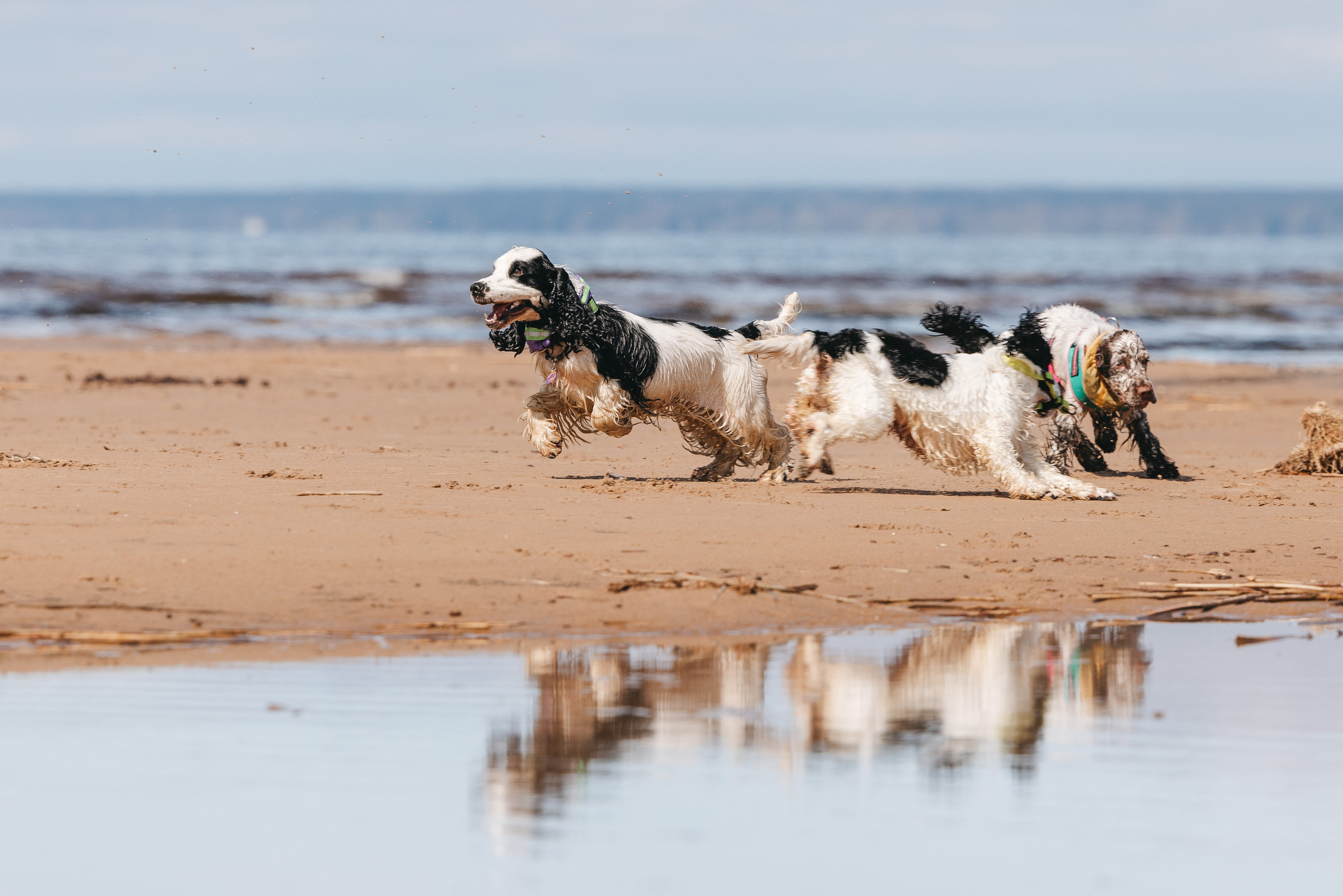 Спанимания. Фотограф анималист Осипчикова Мария