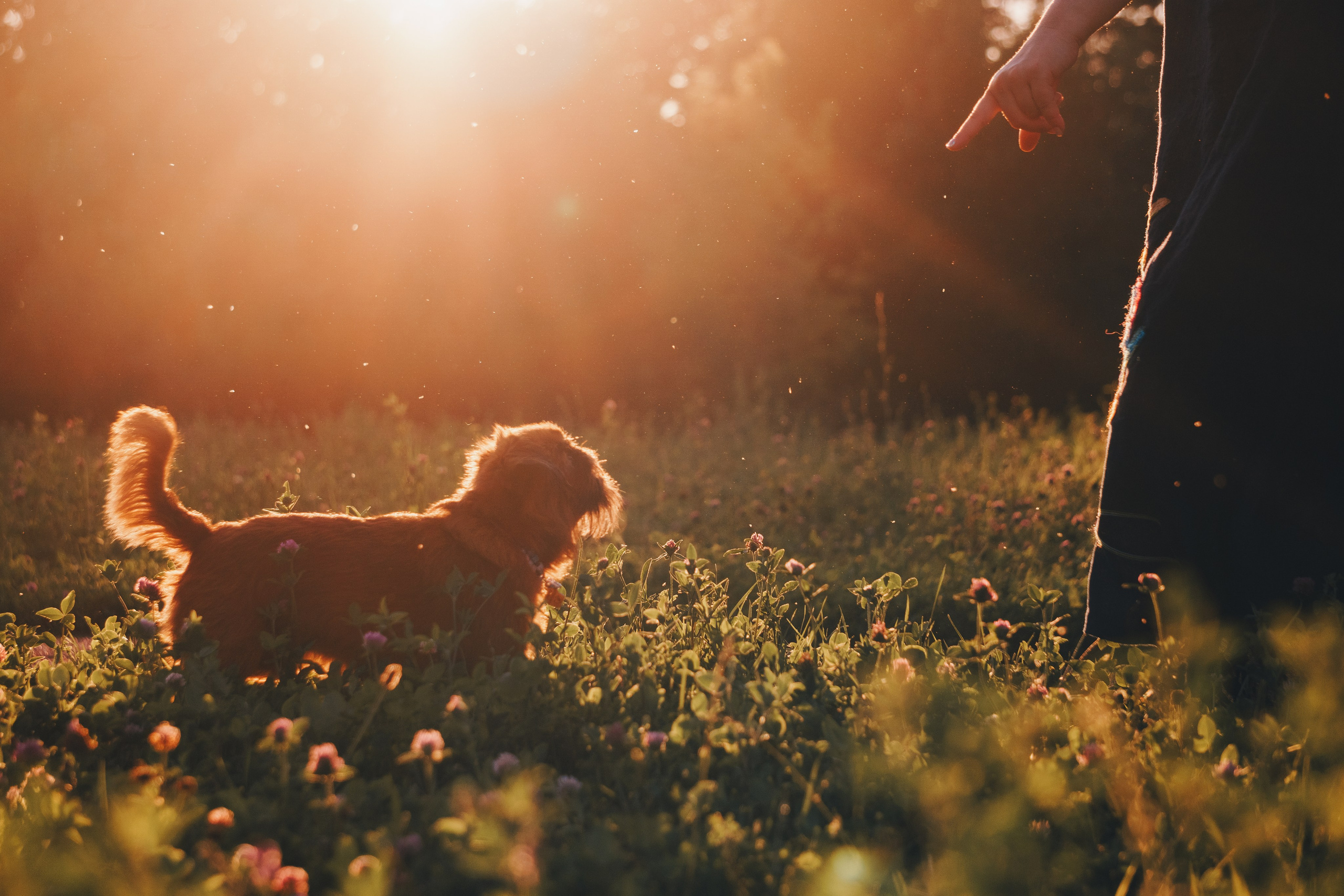 Катя и Яшма. Фотограф-анималист Ксения Воробьева, Москва