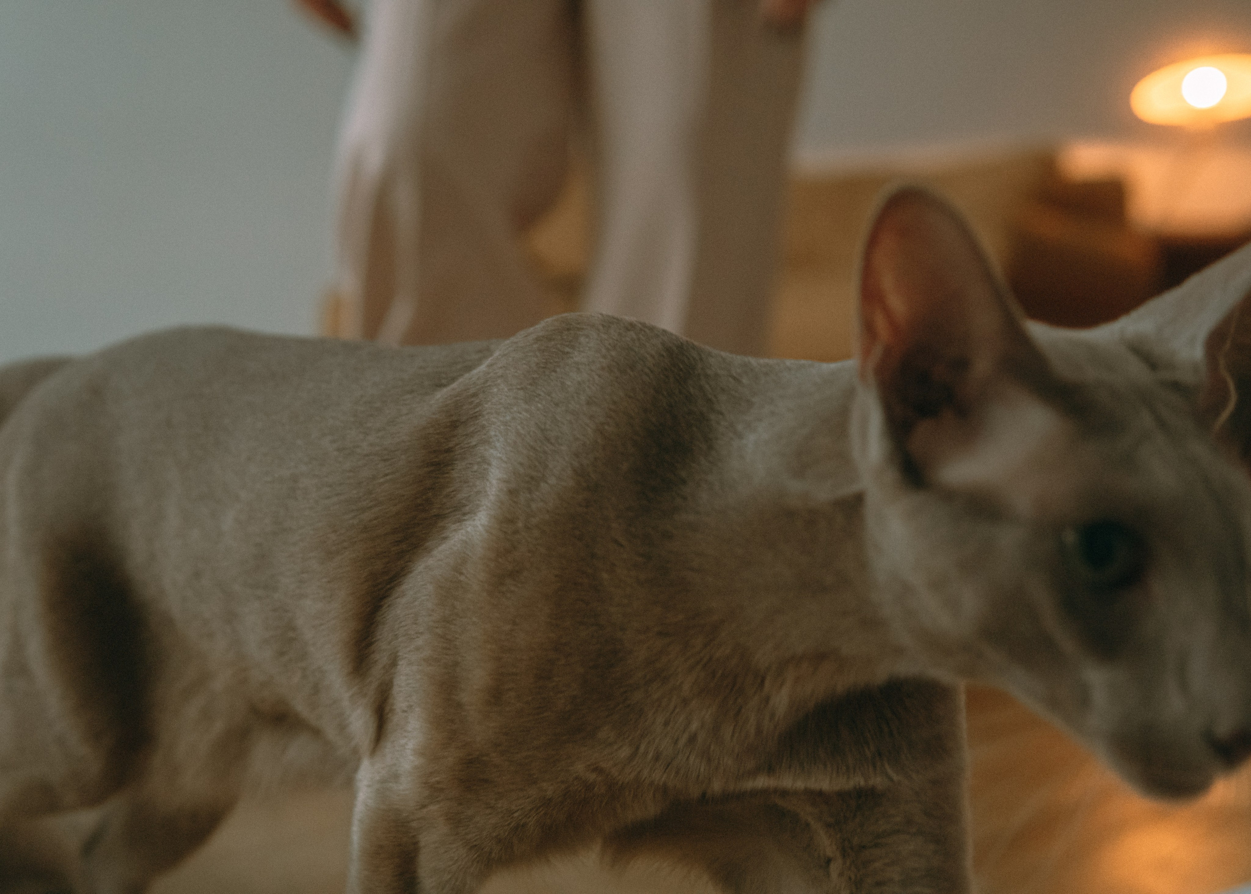 Амина, Булат и Орион. Фотограф-анималист Ксения Воробьева, Москва