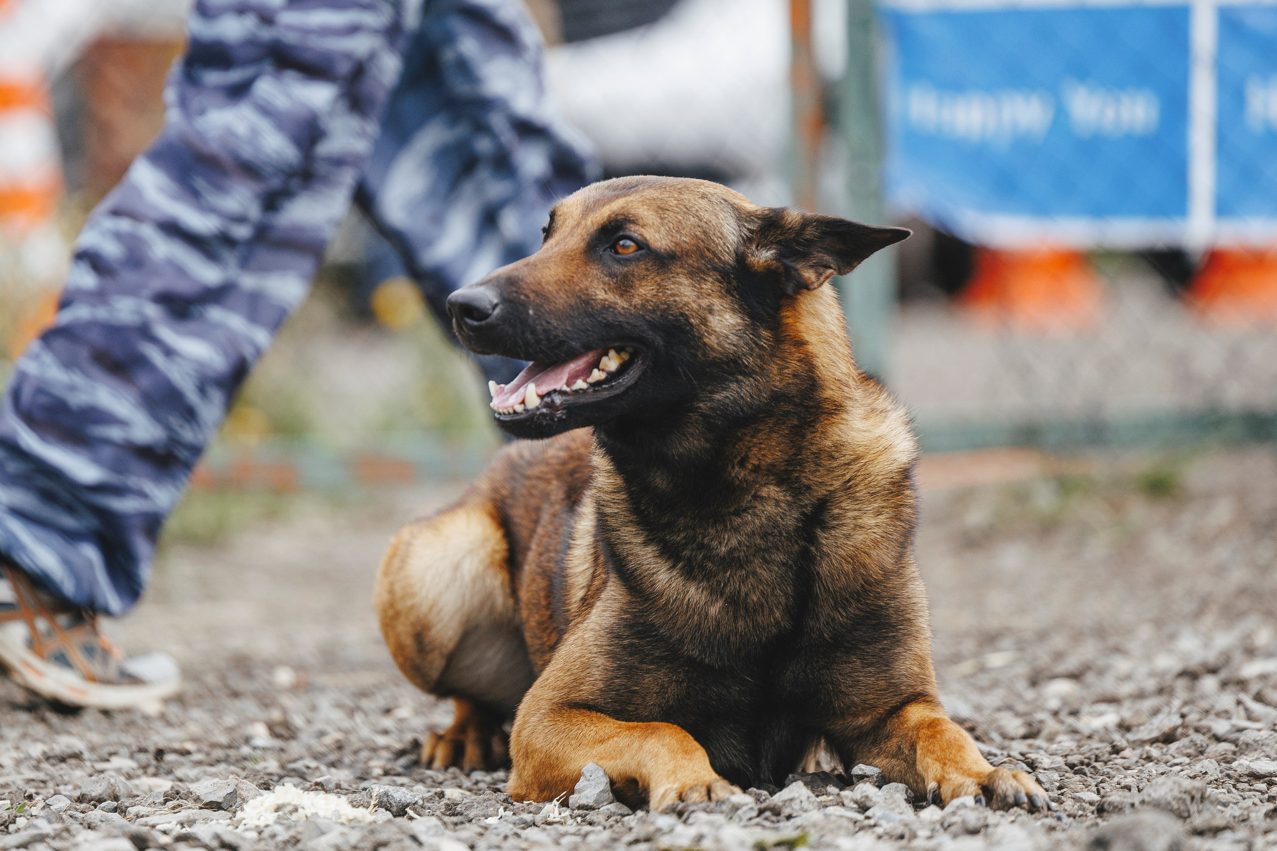 08.08.25-10.08.25 ЧР по мондьорингу г. Вологда. Фотограф-анималист Анна Маринич