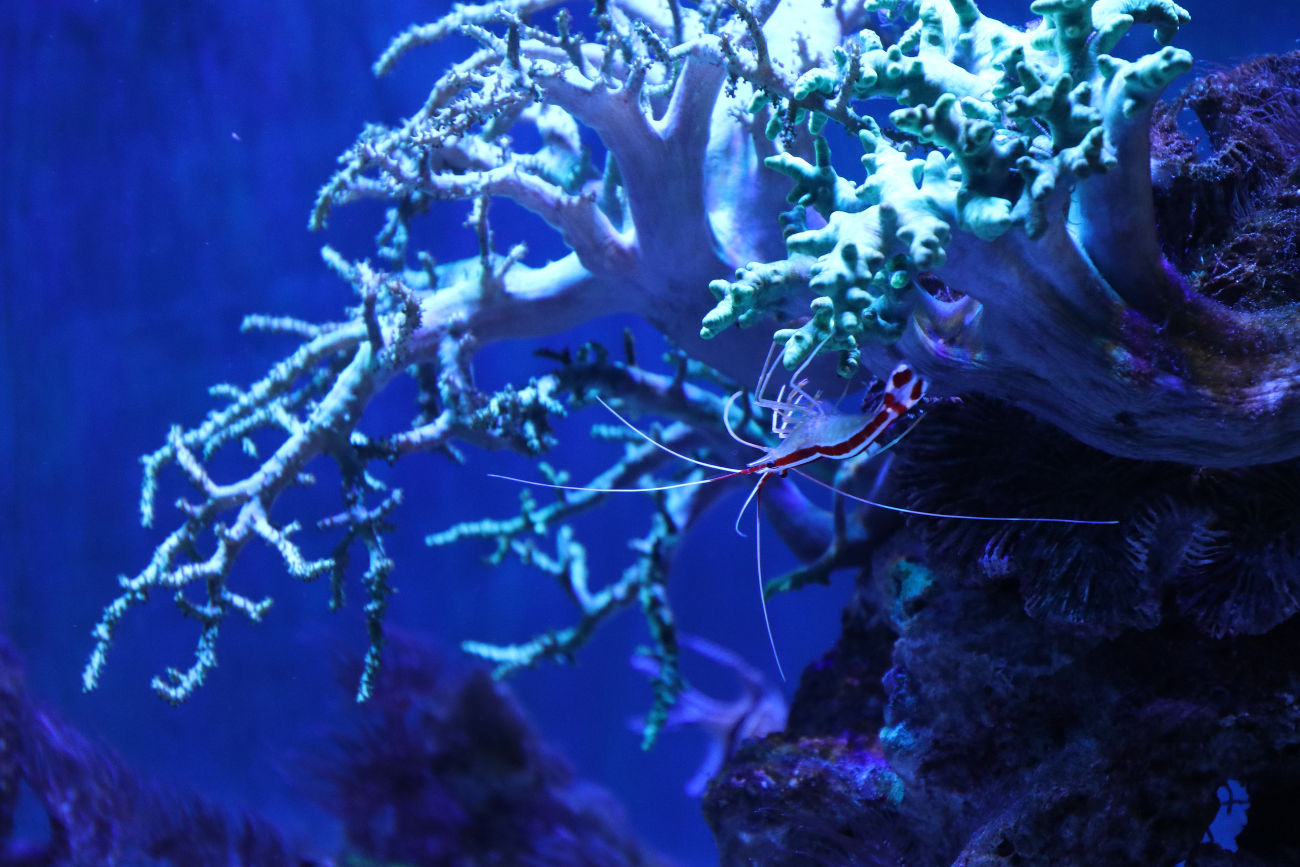 Крым. ЮБК (Севастополь, Кастрополь, Ялта). Май 2023. Путешественник-фотограф из Санкт-Петербурга Татьяна Свистулина