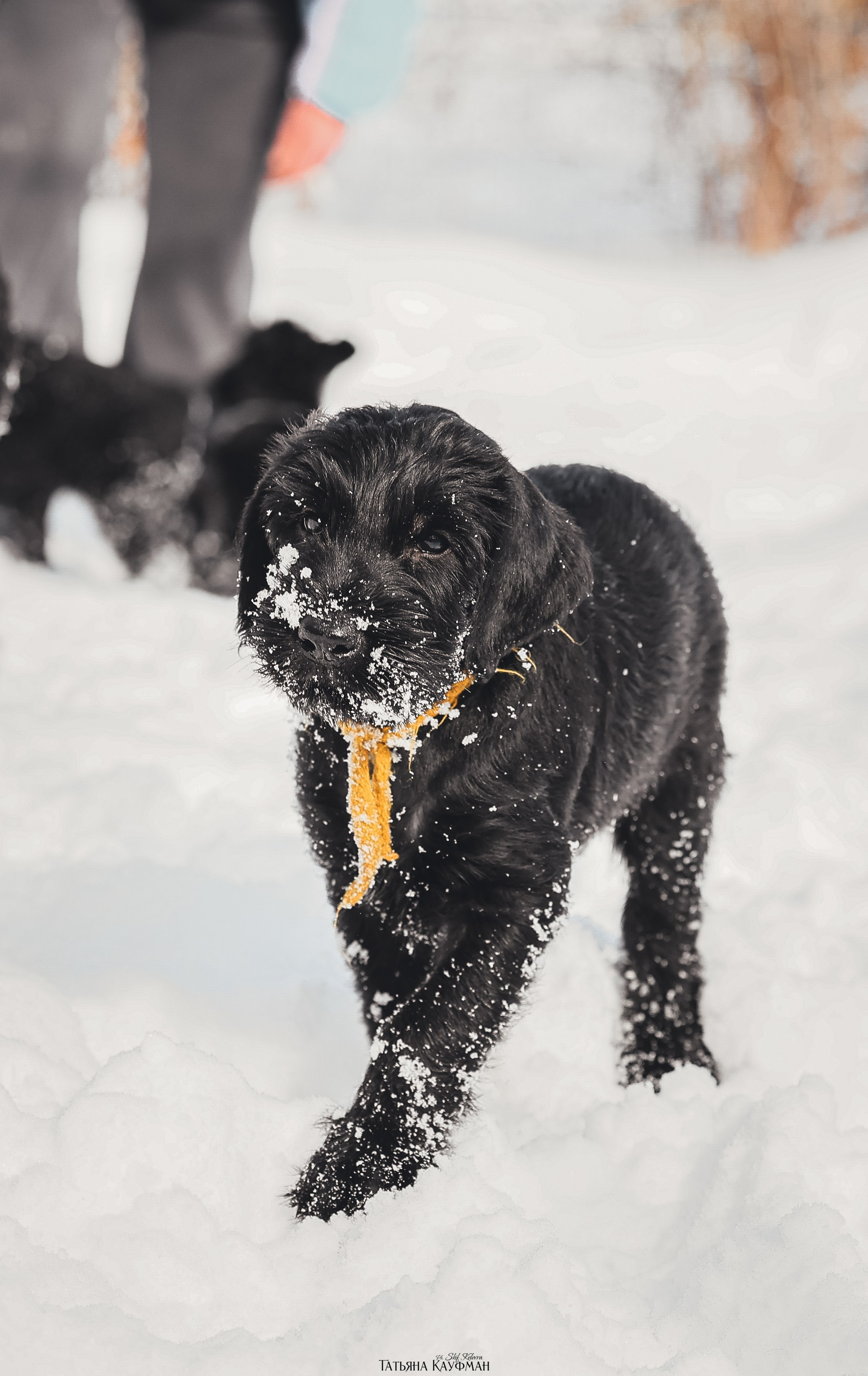 Ризеншнауцер, щенки ризеншнауцера, купить ризеншнауцера, купить щенка, ризеншнауцер Новосибирск, фотосъемка щенков, фотосессия собак, заказать фотосессию, фотографии щенков, сфотографировать щенка, фотограф Анималист, фотограф собак Новосибирск, фотограф анималист Новосибирск