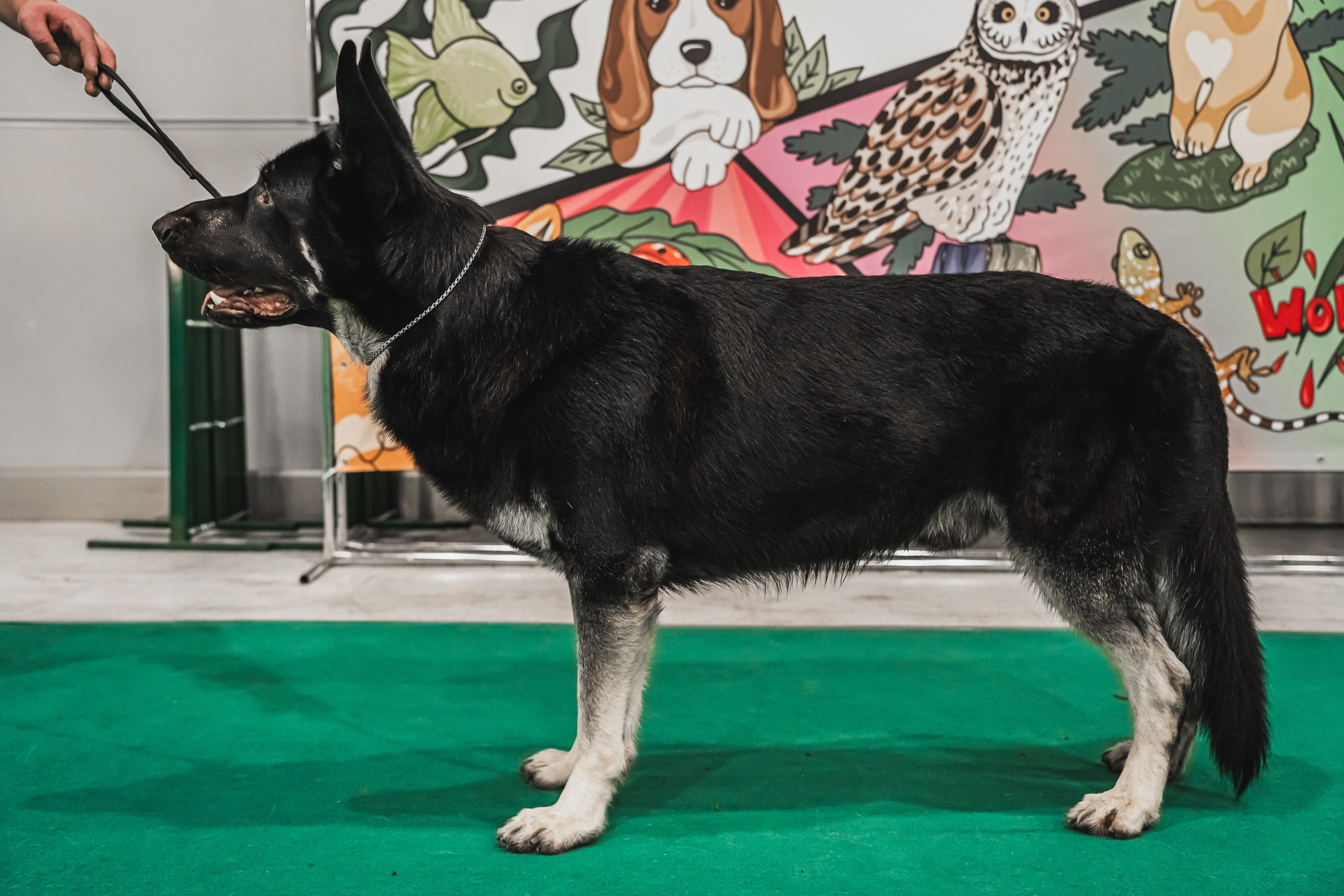 Международная выставка собак всех пород. Репортажный фотограф Анастасия Рубцова