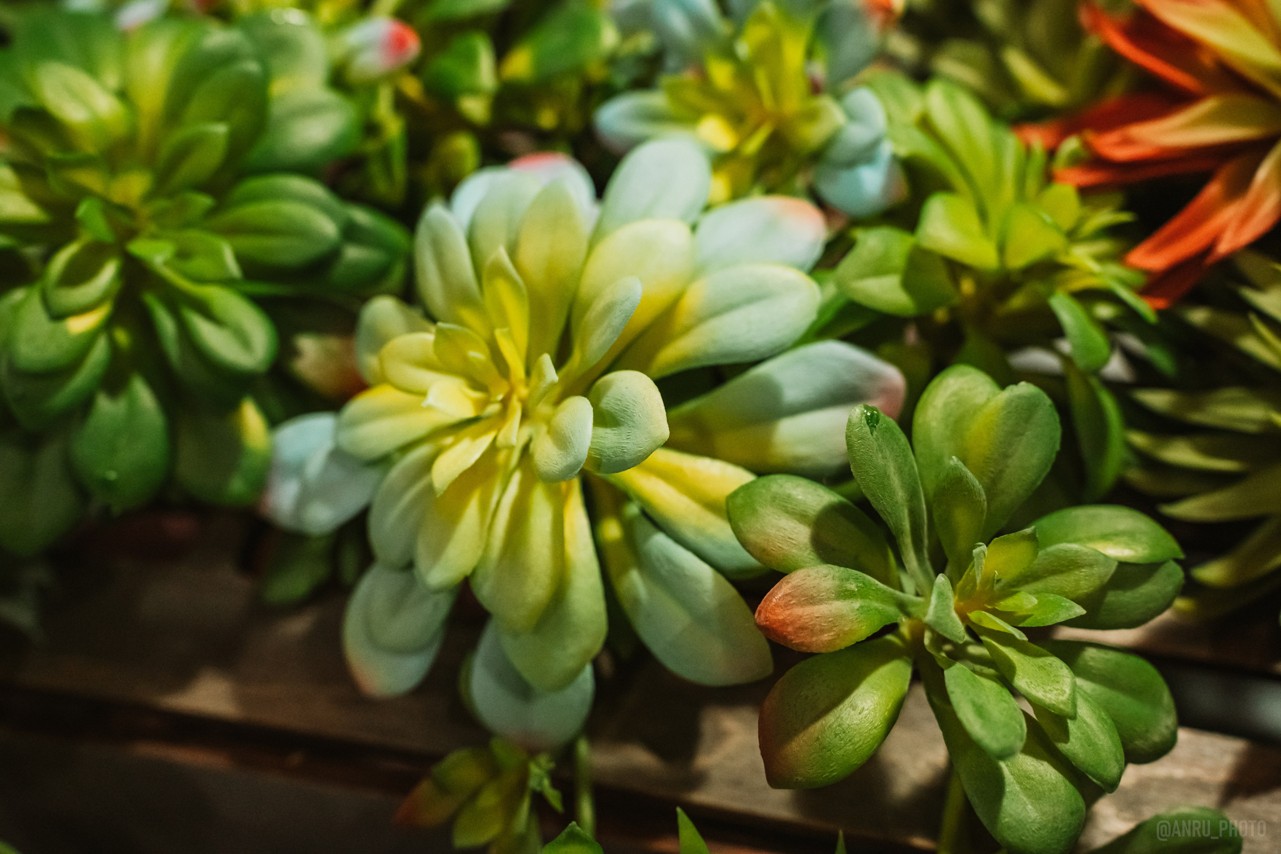 Рептилиум. Репортажный фотограф Анастасия Рубцова