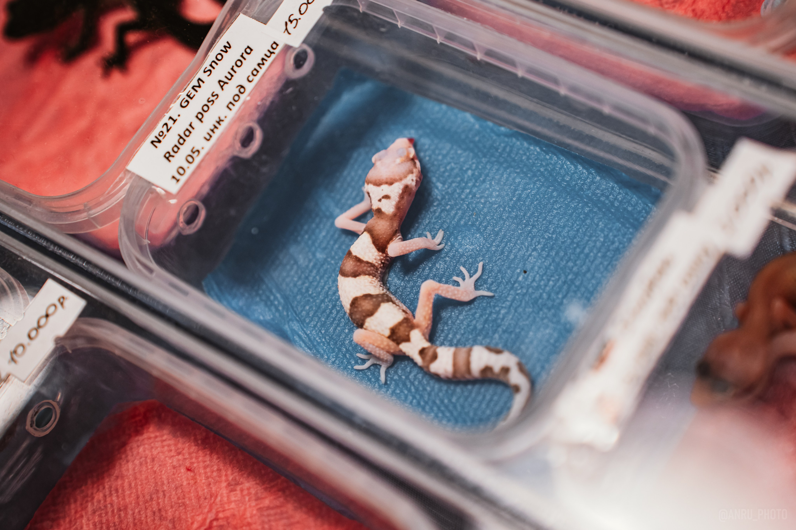 Рептилиум. Репортажный фотограф Анастасия Рубцова