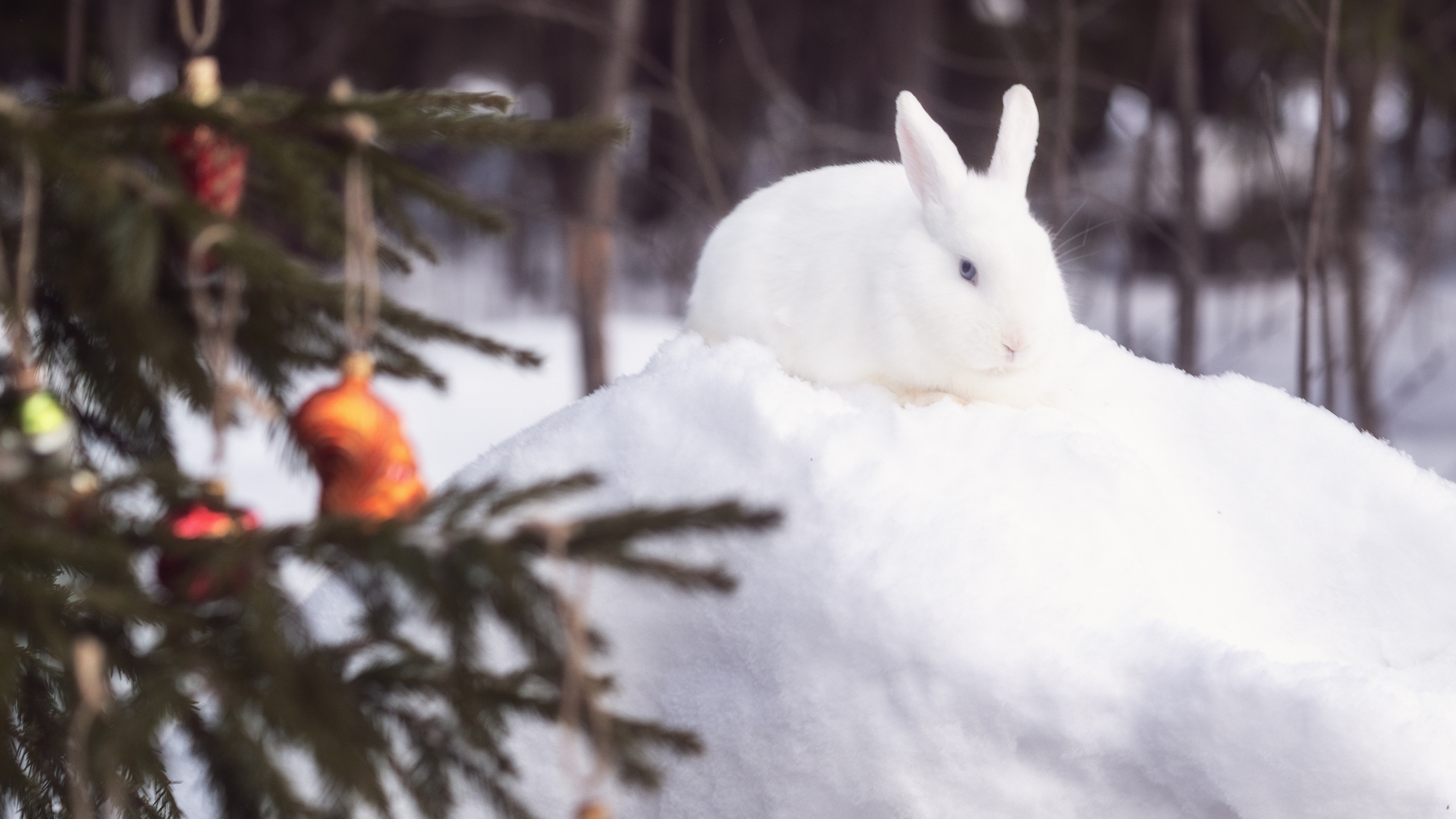 Рождество будет снежным. Семейный фотограф Новая Рига (Звенигород, Истра) Евгения Литовченко