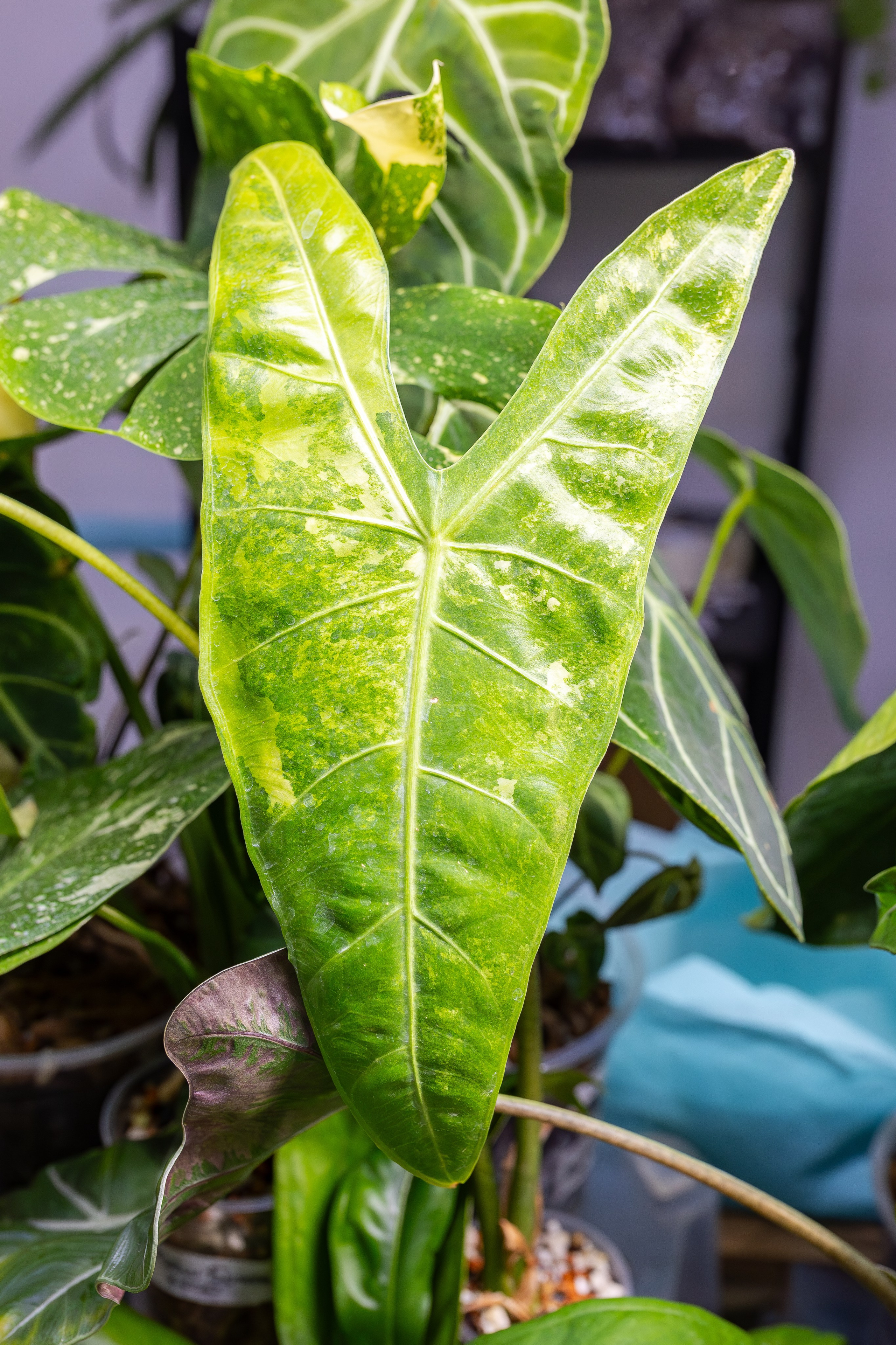 Монстериум апрель 2026. Александра Куликова фотограф, Москва