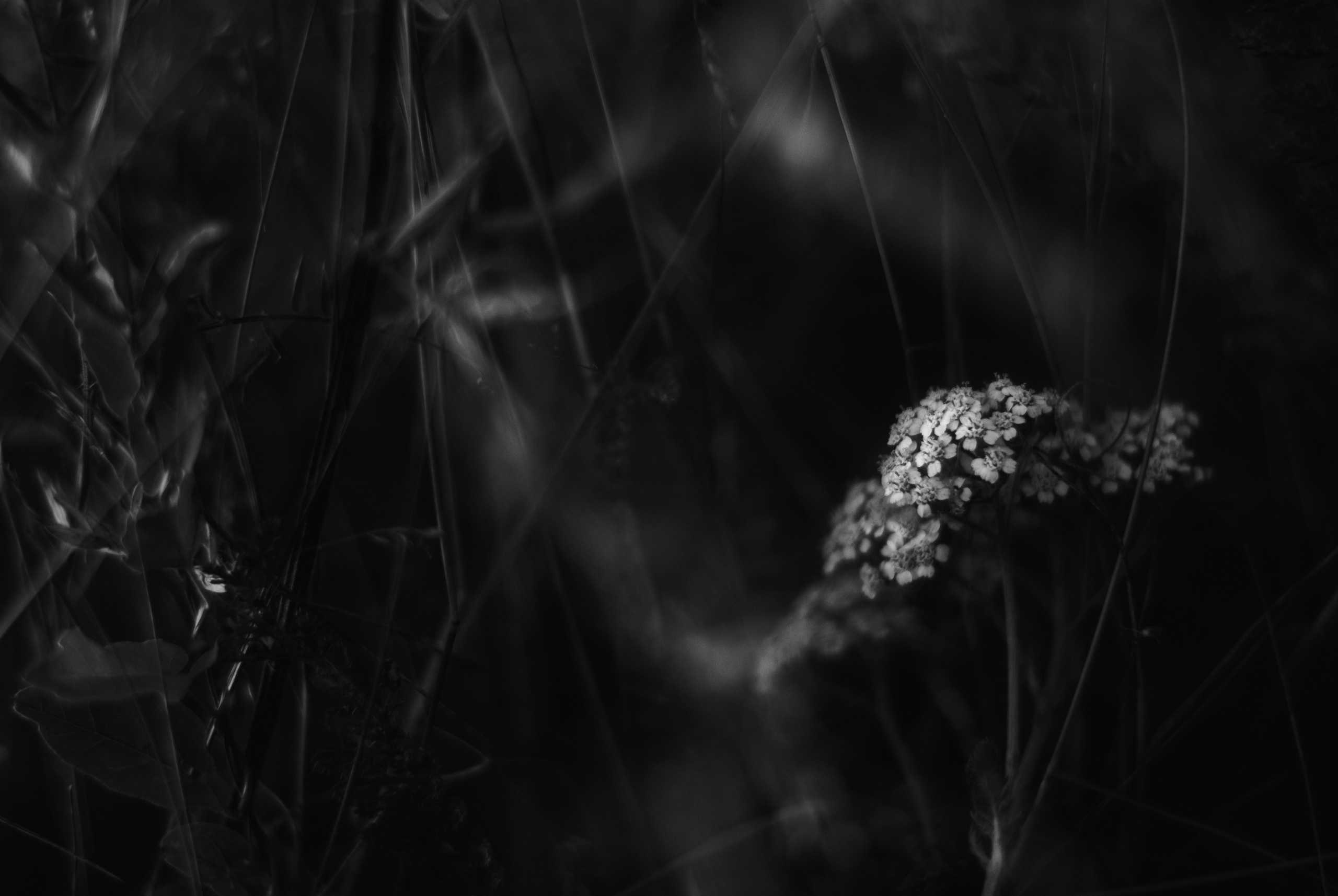 Внутривенные сны (2018-2023)